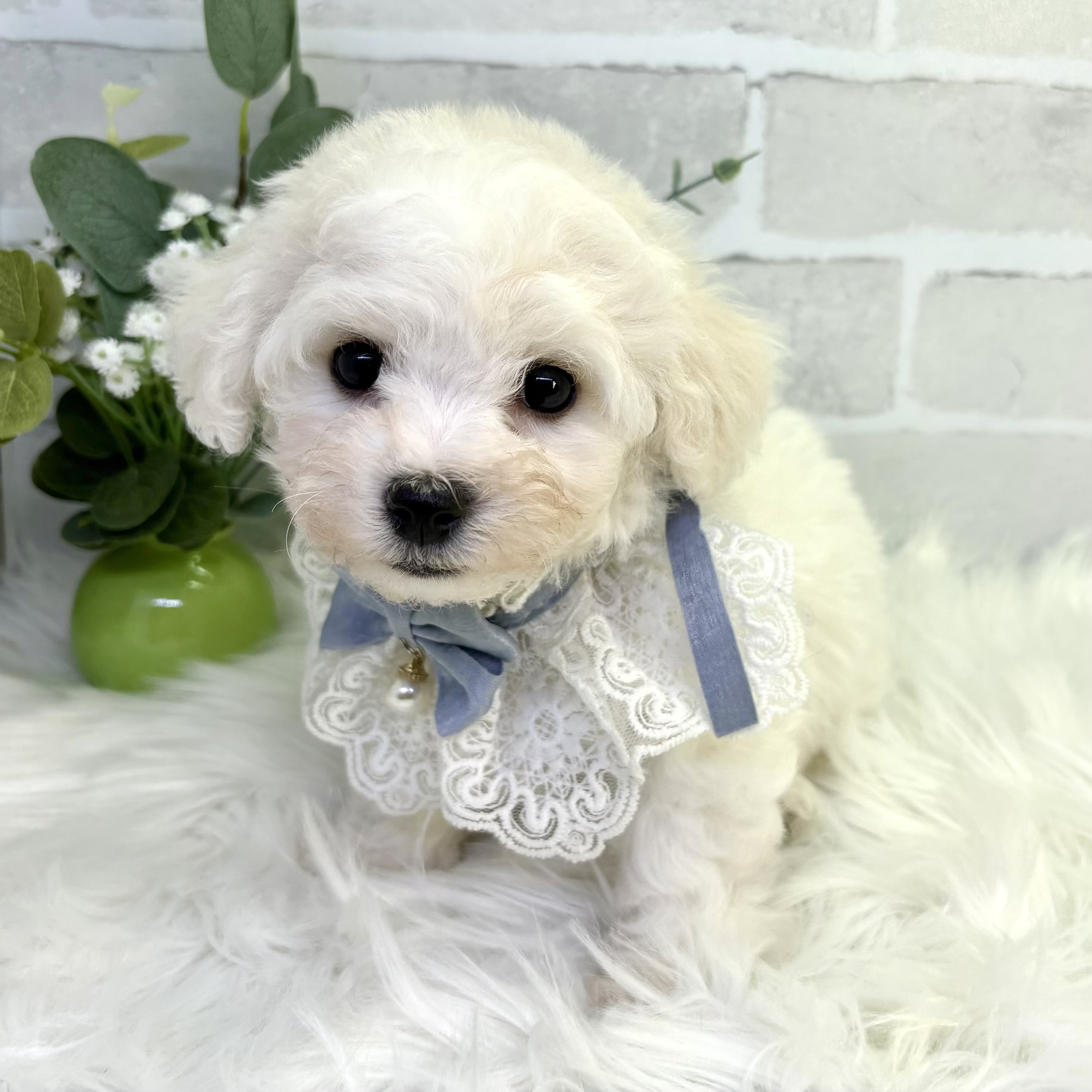 大阪府のビションフリーゼ (ペッツワン高槻店/2025年9月25日生まれ/男の子/ホワイト)の子犬の2枚目の画像