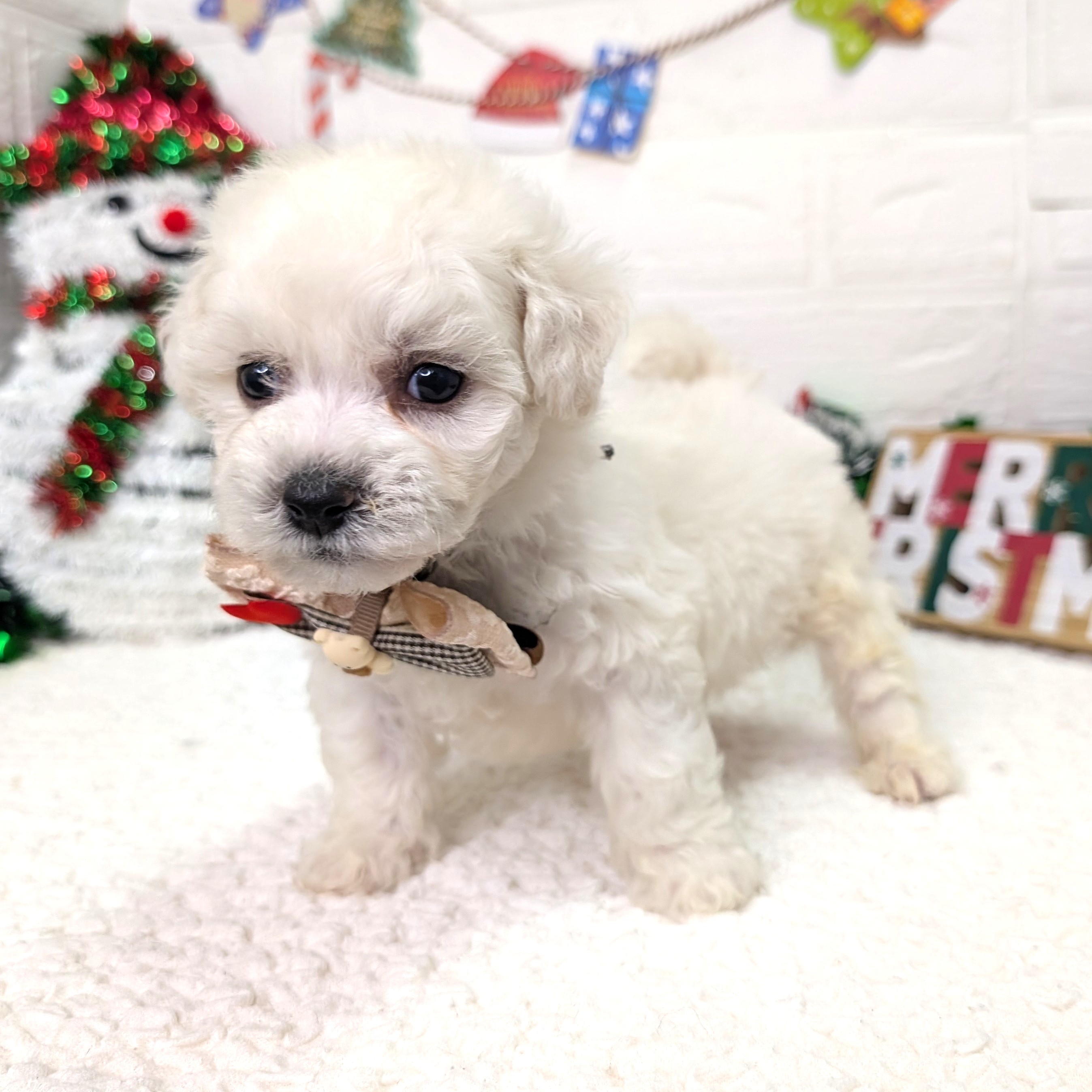 大阪府のビションフリーゼ (ペッツワン東大阪店/2025年10月5日生まれ/男の子/ホワイト)の子犬の2枚目の画像