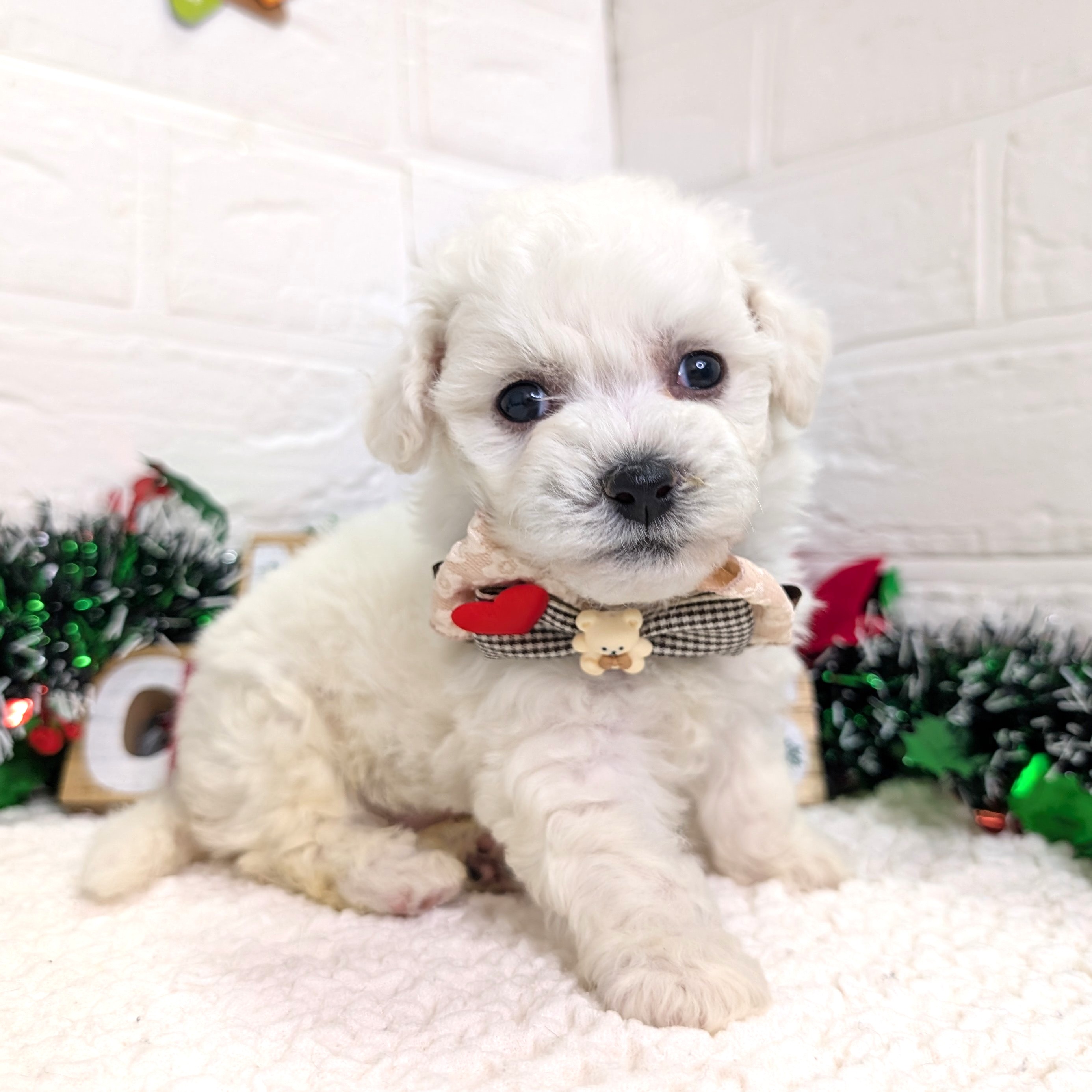 大阪府のビションフリーゼ (ペッツワン東大阪店/2025年10月5日生まれ/男の子/ホワイト)の子犬の3枚目の画像