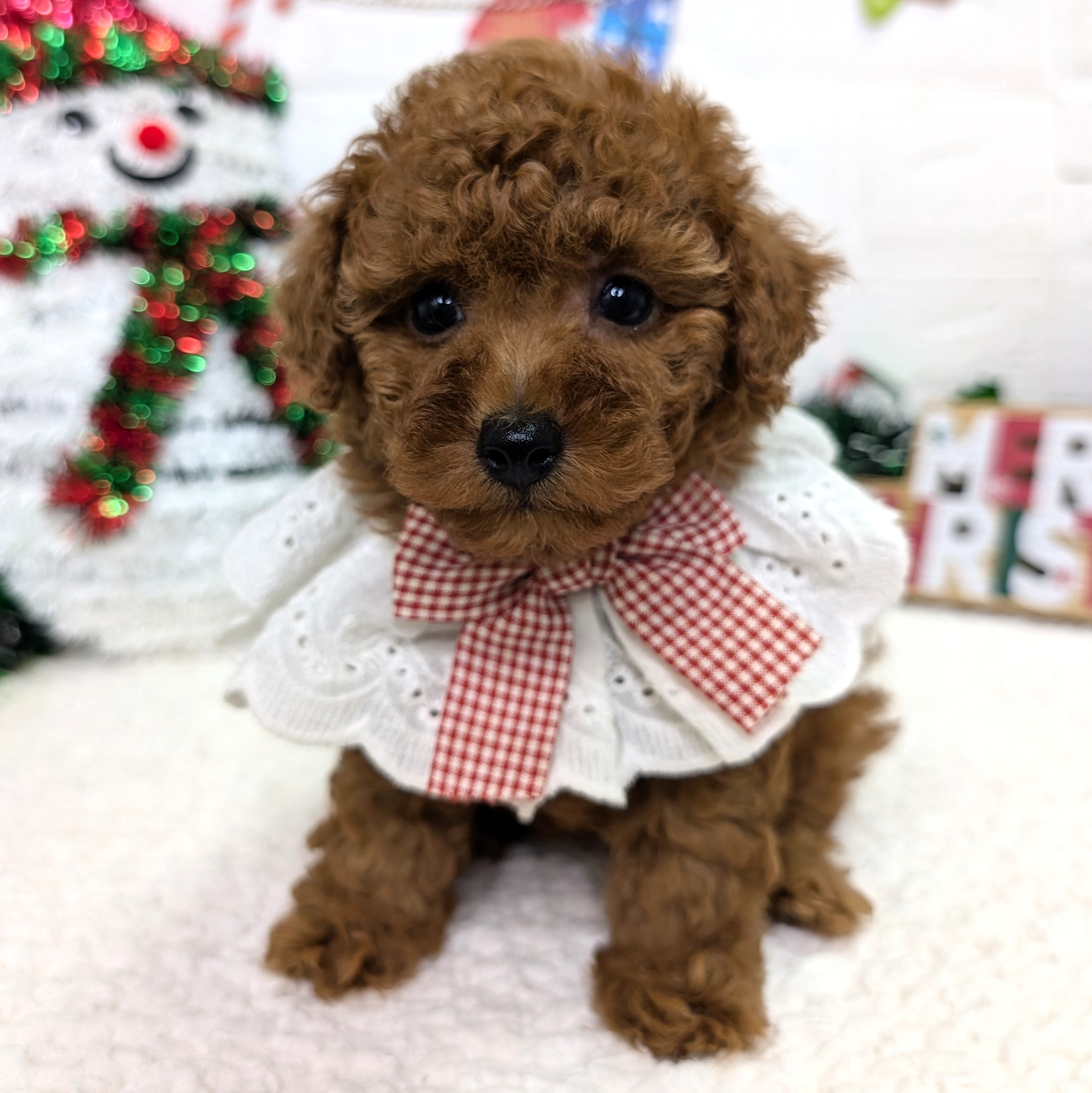 大阪府のトイプードル(トイ) (ペッツワン東大阪店/2025年10月3日生まれ/女の子/レッドフォーン)の子犬