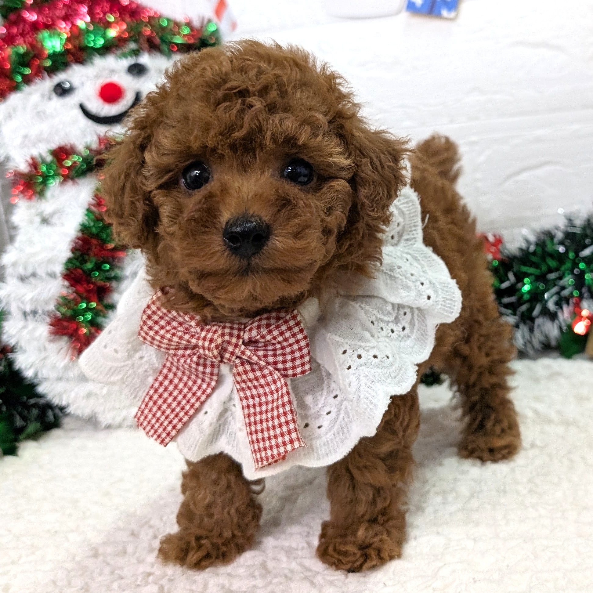 大阪府のトイプードル(トイ) (ペッツワン東大阪店/2025年10月3日生まれ/女の子/レッドフォーン)の子犬の2枚目の画像