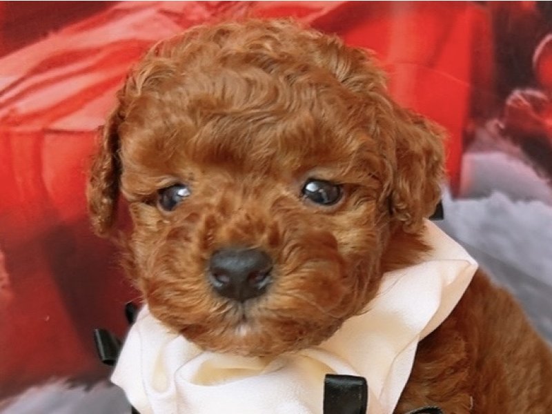 沖縄県のトイプードル(トイ) (ペッツワンFCあがり浜店/2025年9月27日生まれ/男の子/レッド)の子犬