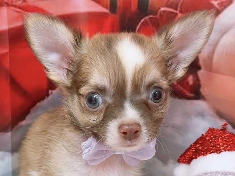 沖縄県のチワワ(ロング) (ペッツワンFCあがり浜店/2025年9月13日生まれ/男の子/チョコレートフォーンホワイト)の子犬