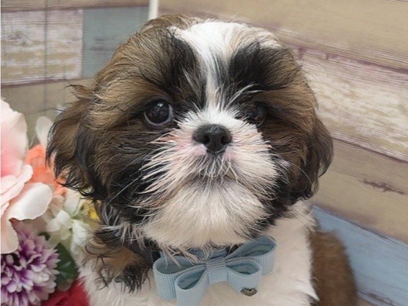 沖縄県のシーズー (ペッツワンFCあがり浜店/2025年6月15日生まれ/男の子/ゴールドホワイト)の子犬