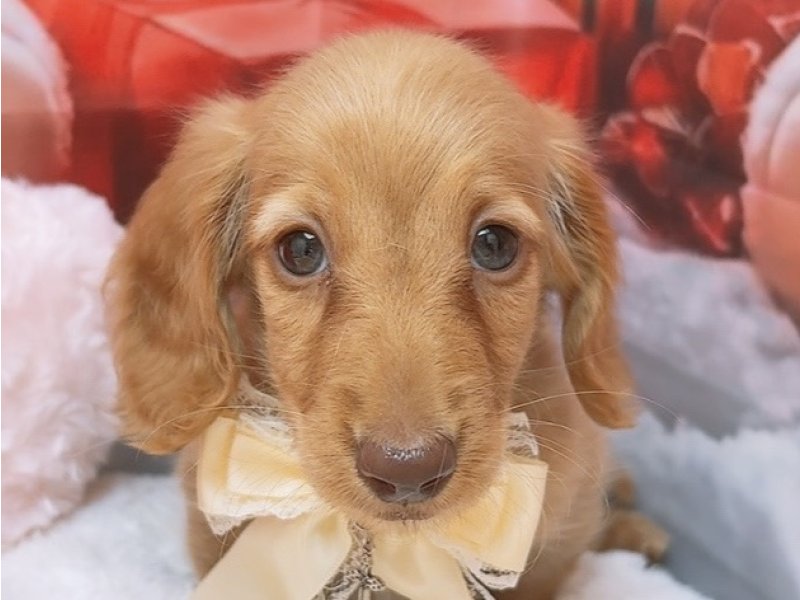 沖縄県のミニチュアダックスフンド(ロング) (ペッツワンFCあがり浜店/2025年9月28日生まれ/男の子/ゴールド)の子犬