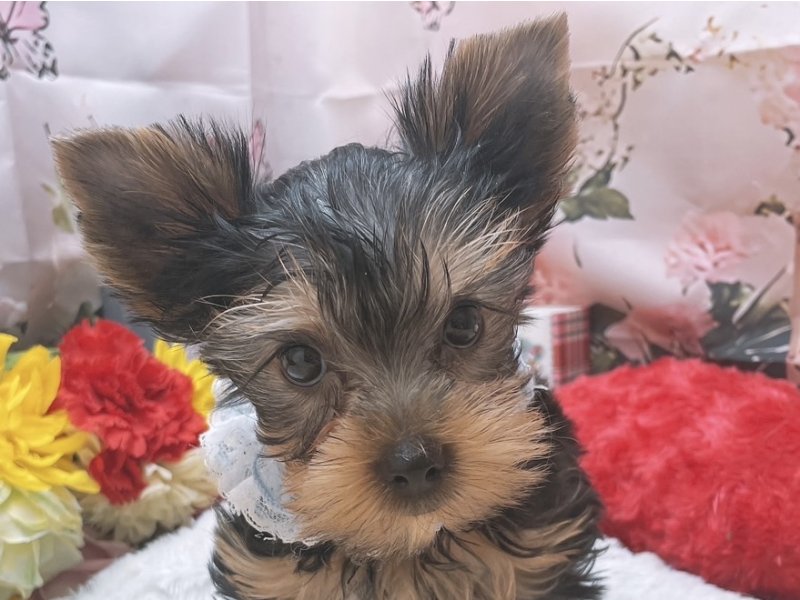 沖縄県のヨークシャーテリア (ペッツワンFCあがり浜店/2025年8月4日生まれ/男の子/スチールブルータン)の子犬