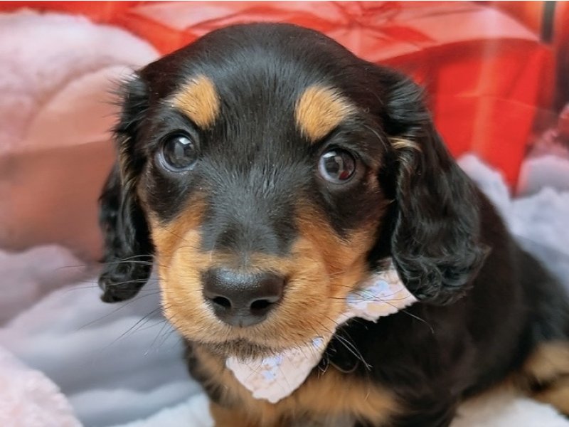 沖縄県のミニチュアダックスフンド(ロング) (ペッツワンFCあがり浜店/2025年9月10日生まれ/男の子/ブラックタン)の子犬