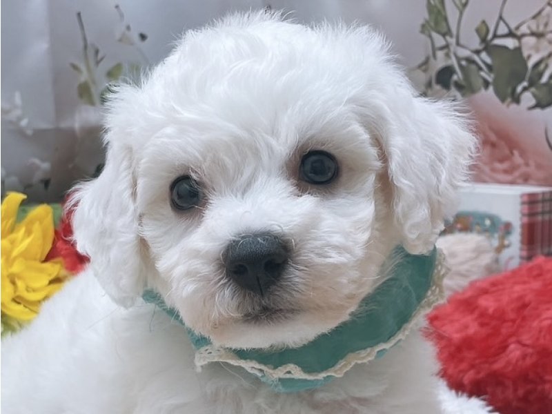 沖縄県のビションフリーゼ (ペッツワンFCあがり浜店/2025年8月10日生まれ/男の子/ホワイト)の子犬