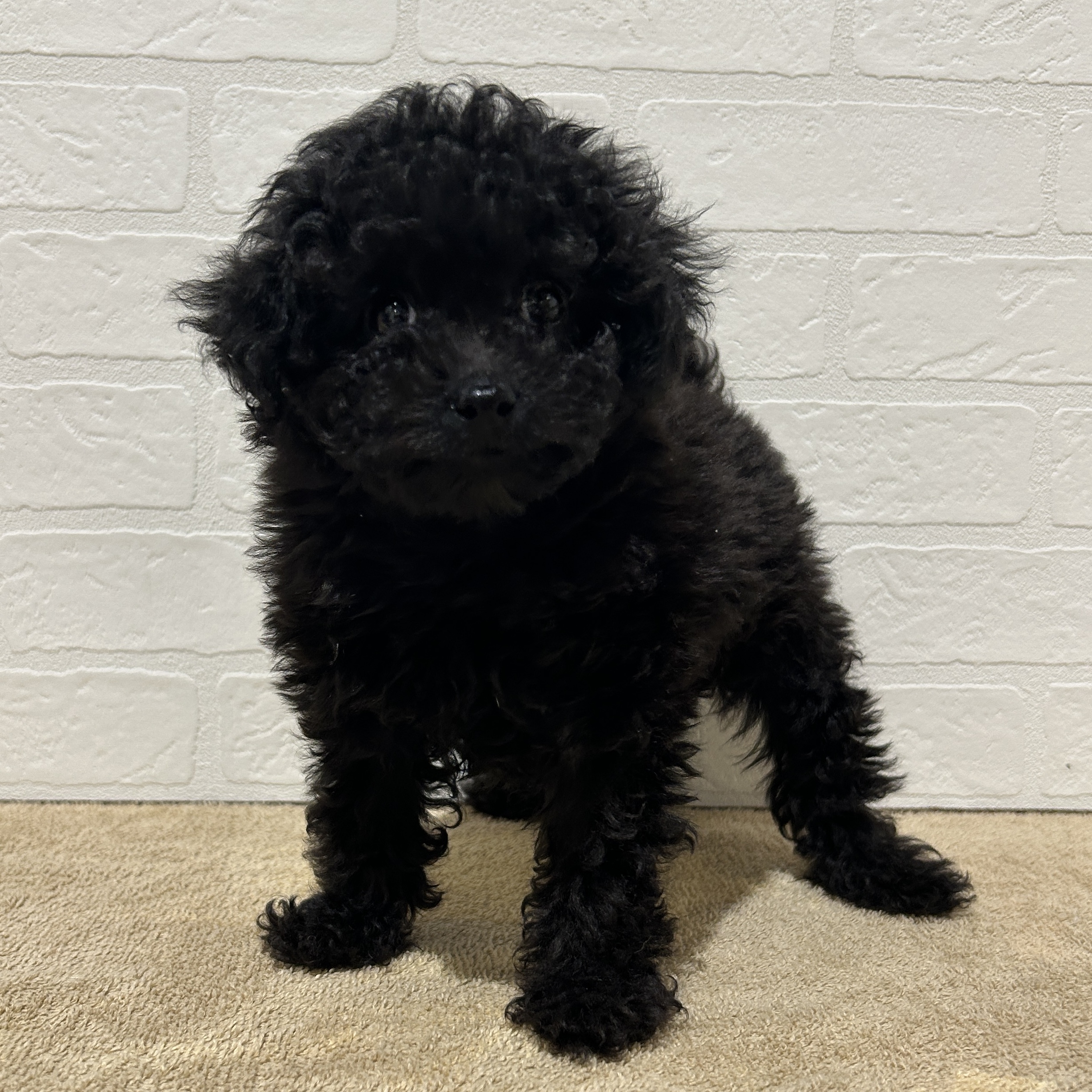 愛知県のトイプードル(トイ) (ペッツワン常滑店/2025年10月7日生まれ/女の子/ブラック)の子犬の1枚目の画像