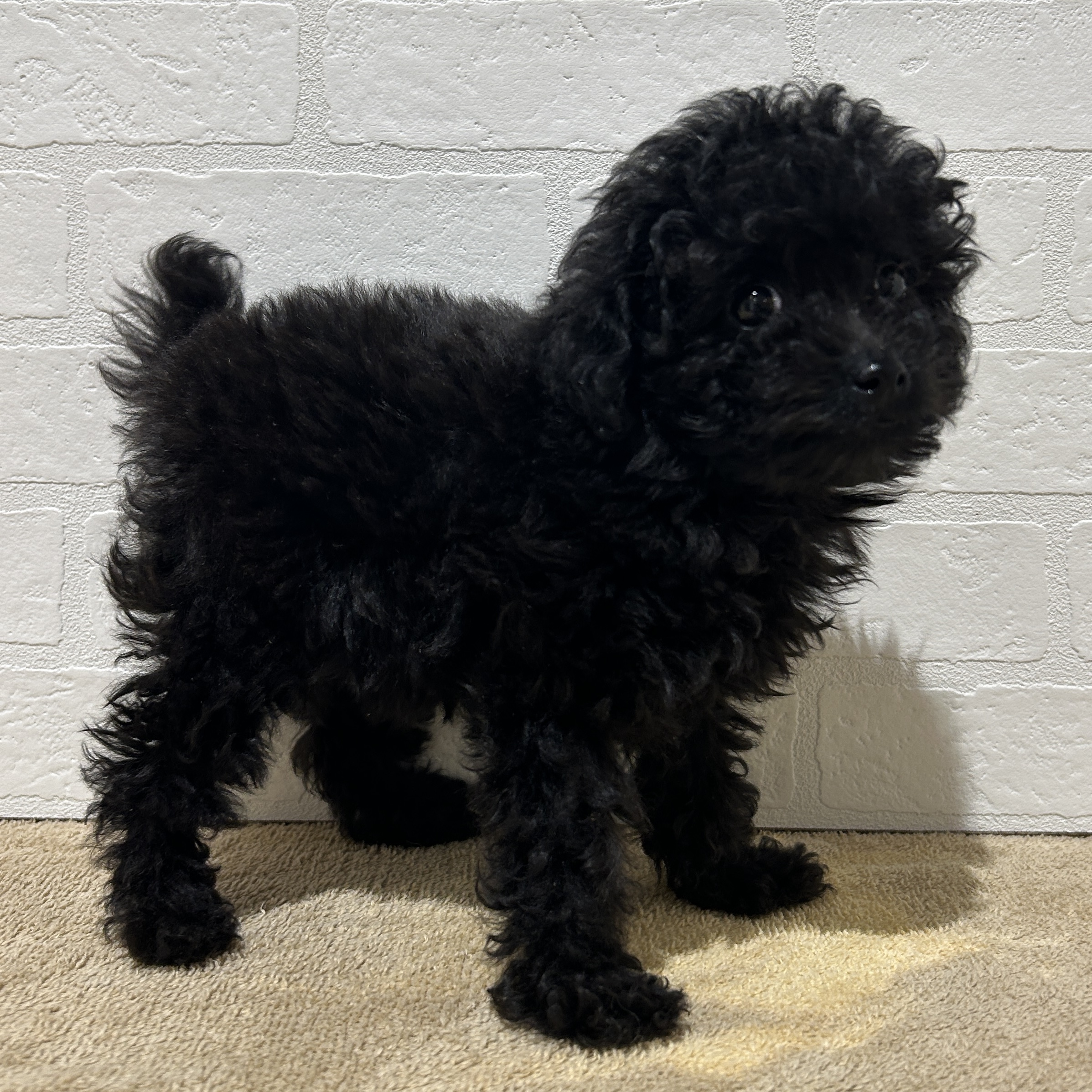 愛知県のトイプードル(トイ) (ペッツワン常滑店/2025年10月7日生まれ/女の子/ブラック)の子犬の2枚目の画像