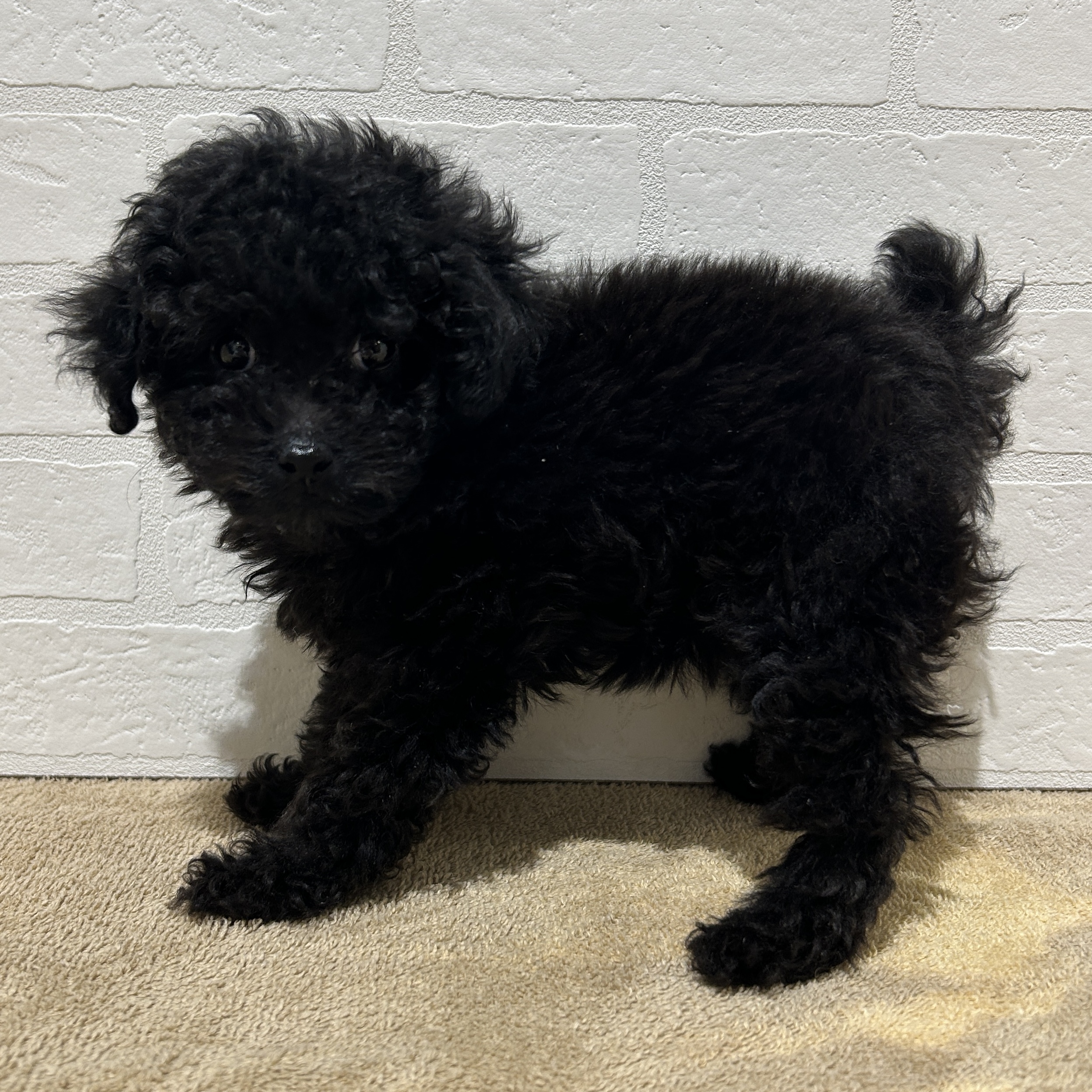 愛知県のトイプードル(トイ) (ペッツワン常滑店/2025年10月7日生まれ/女の子/ブラック)の子犬の3枚目の画像