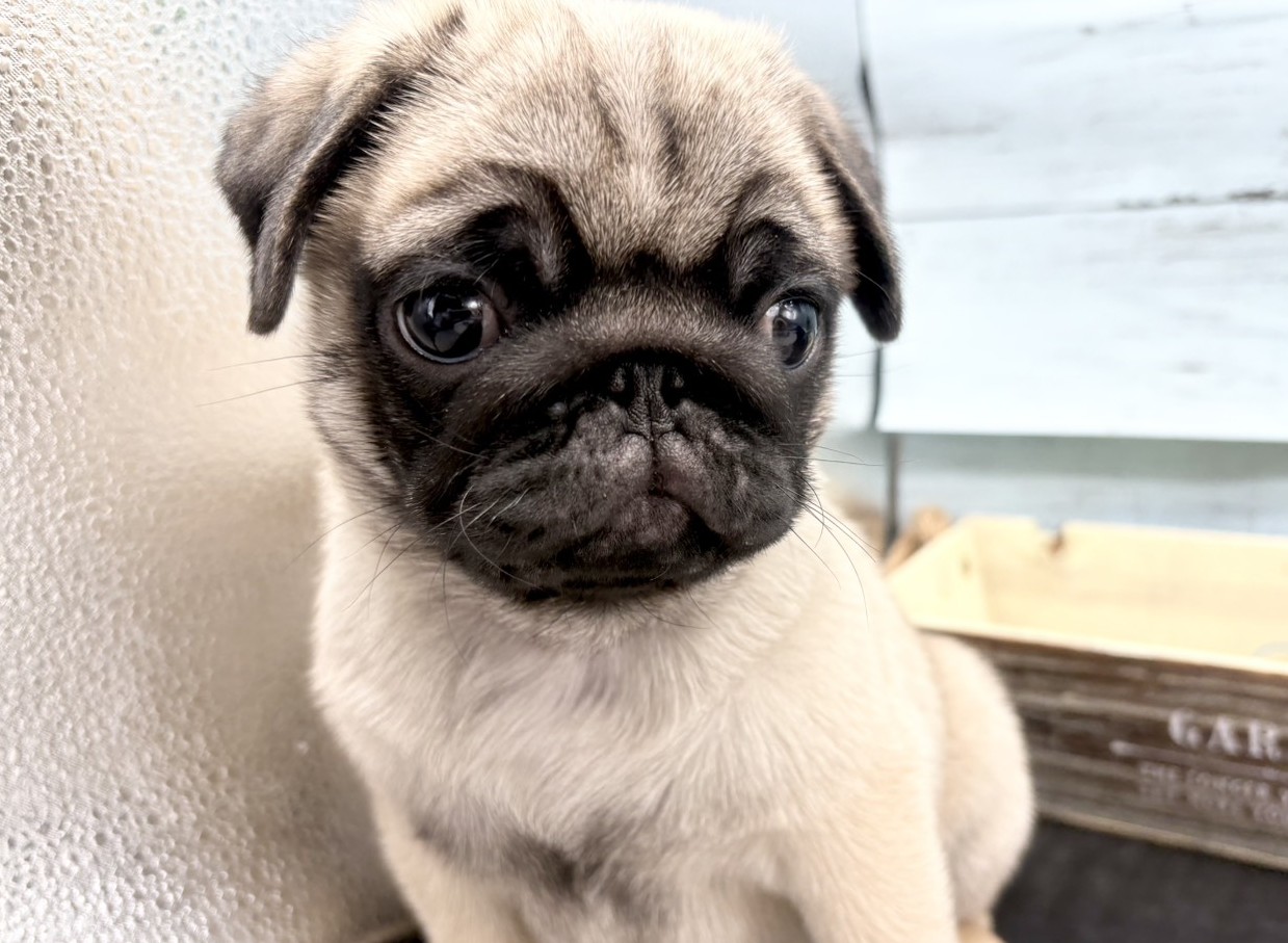 静岡県のパグ (ペッツワン藤枝店/2025年10月3日生まれ/男の子/フォーン)の子犬
