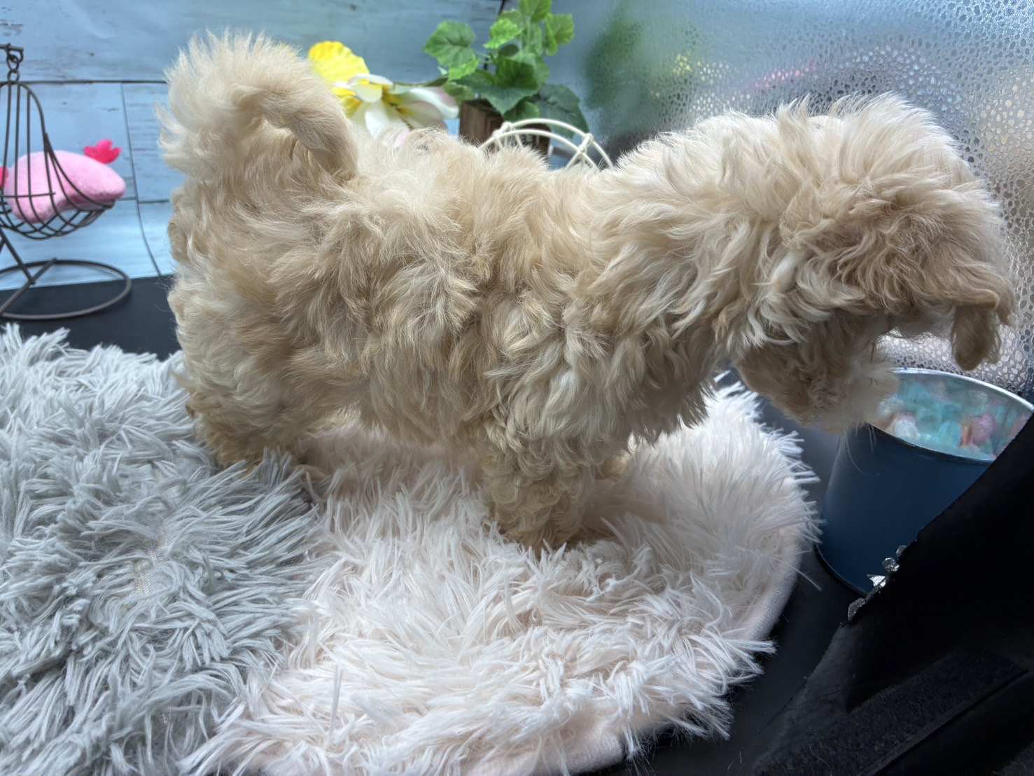 静岡県のハーフ犬・ミックス犬 (ペッツワン藤枝店/2025年6月22日生まれ/男の子/アプリコット)の子犬の3枚目の画像