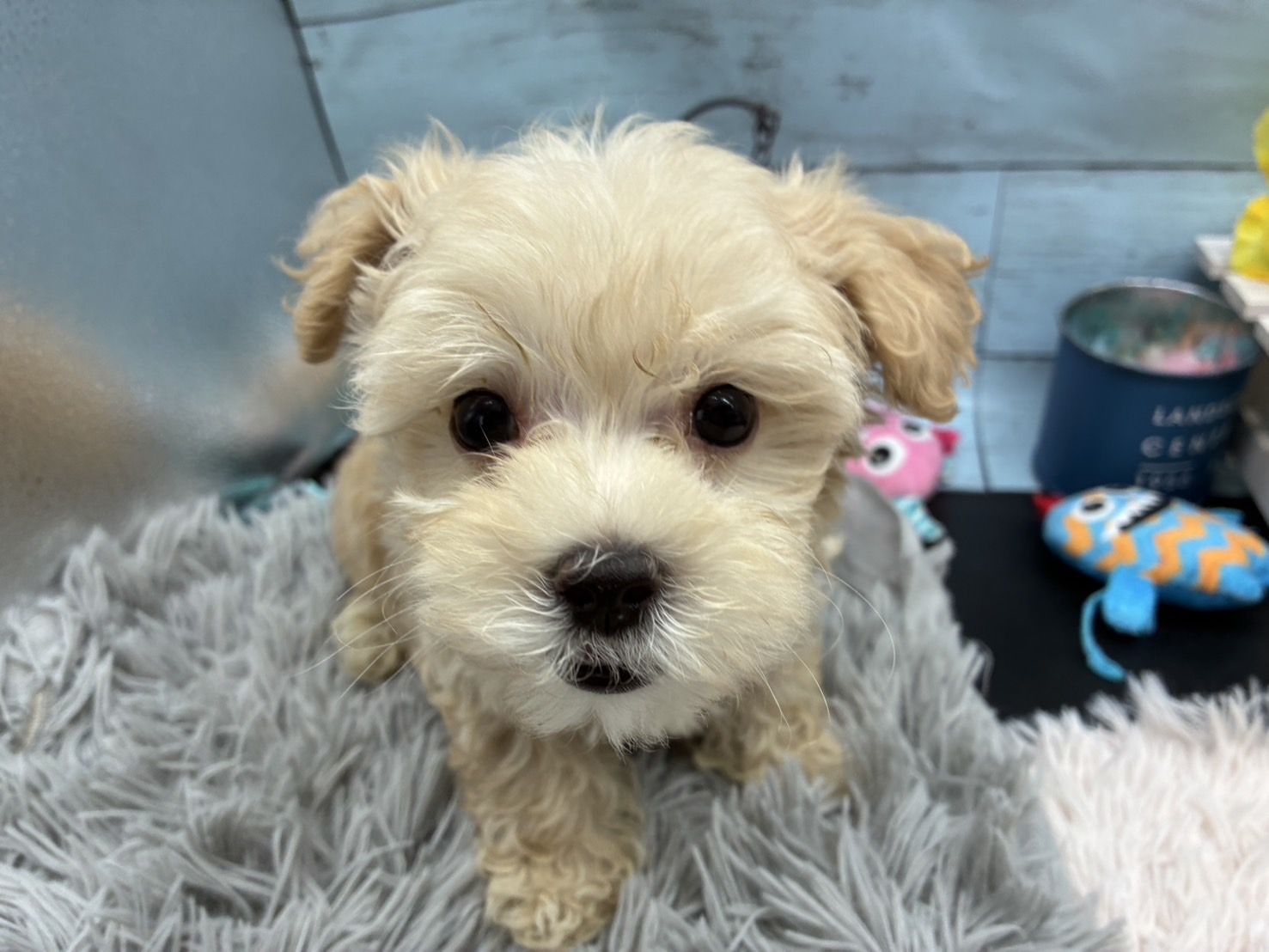 静岡県のハーフ犬・ミックス犬 (ペッツワン藤枝店/2025年6月22日生まれ/男の子/アプリコット)の子犬の2枚目の画像