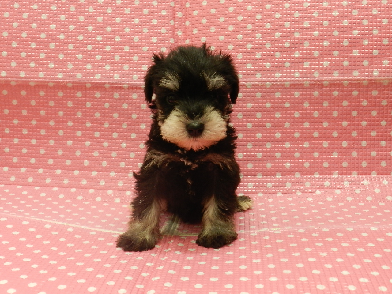 静岡県のミニチュアシュナウザー (ペッツワン御殿場店/2025年10月4日生まれ/女の子/ブラックシルバー)の子犬