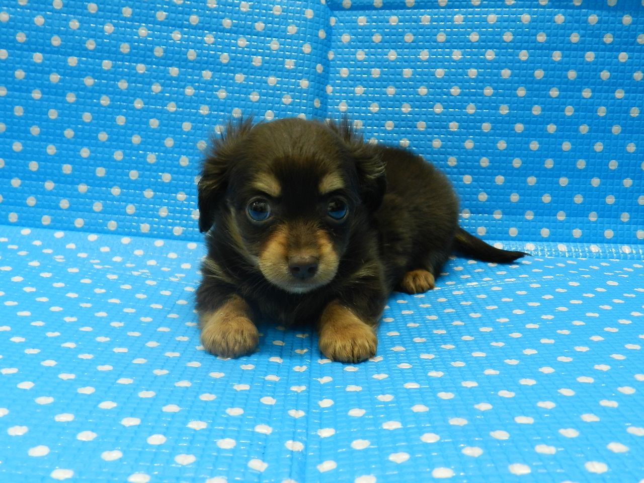 静岡県のハーフ犬・ミックス犬 (ペッツワン御殿場店/2025年10月3日生まれ/男の子/チョコレートタン)の子犬