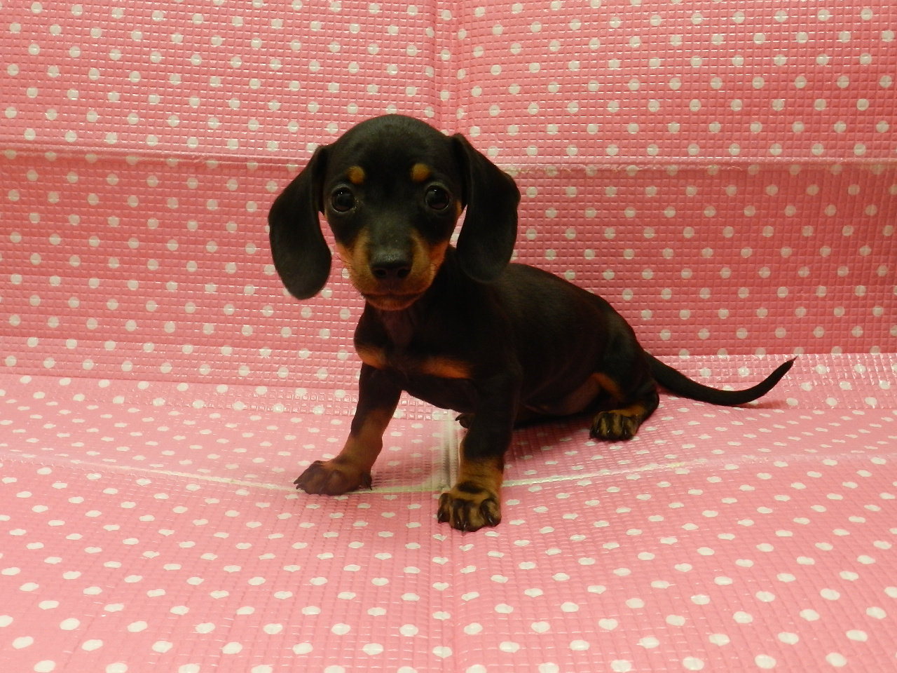 静岡県のミニチュアダックスフンド(ロング) (ペッツワン御殿場店/2025年10月3日生まれ/女の子/ブラックタン)の子犬