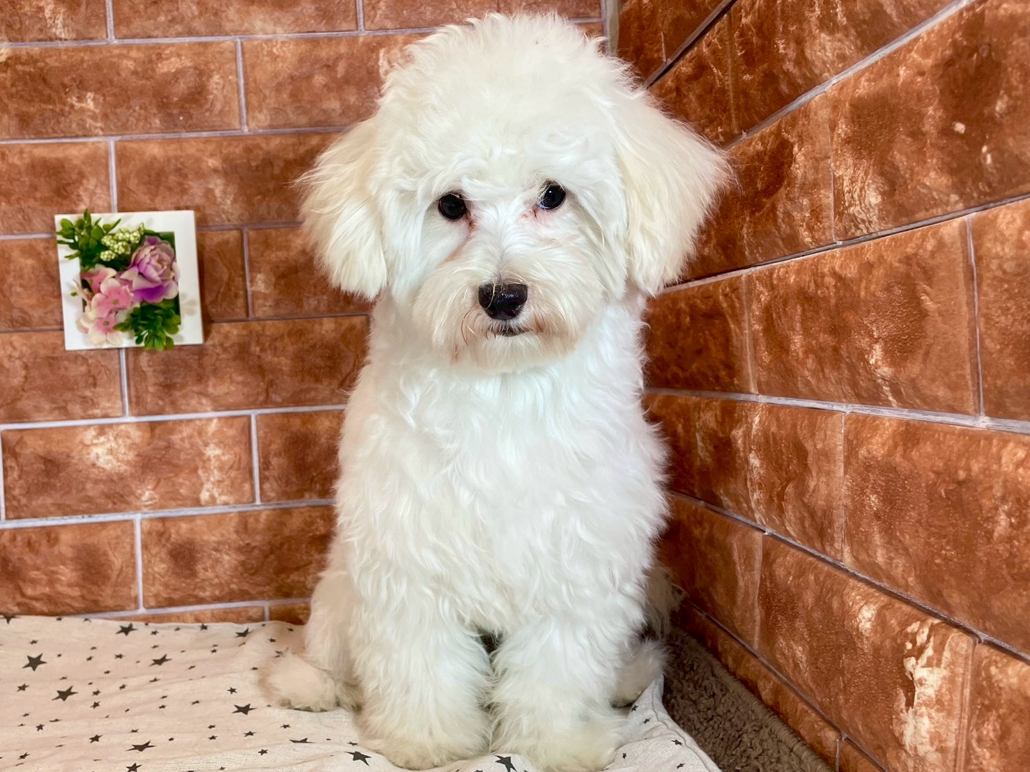 栃木県のハーフ犬・ミックス犬 (ペッツワン今市店/2025年5月17日生まれ/男の子/ホワイト)の子犬