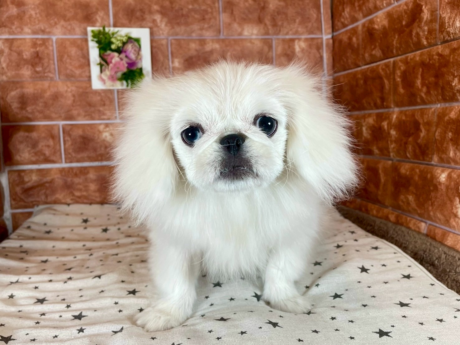 栃木県のペキニーズ (ペッツワン今市店/2025年7月20日生まれ/女の子/ホワイト)の子犬