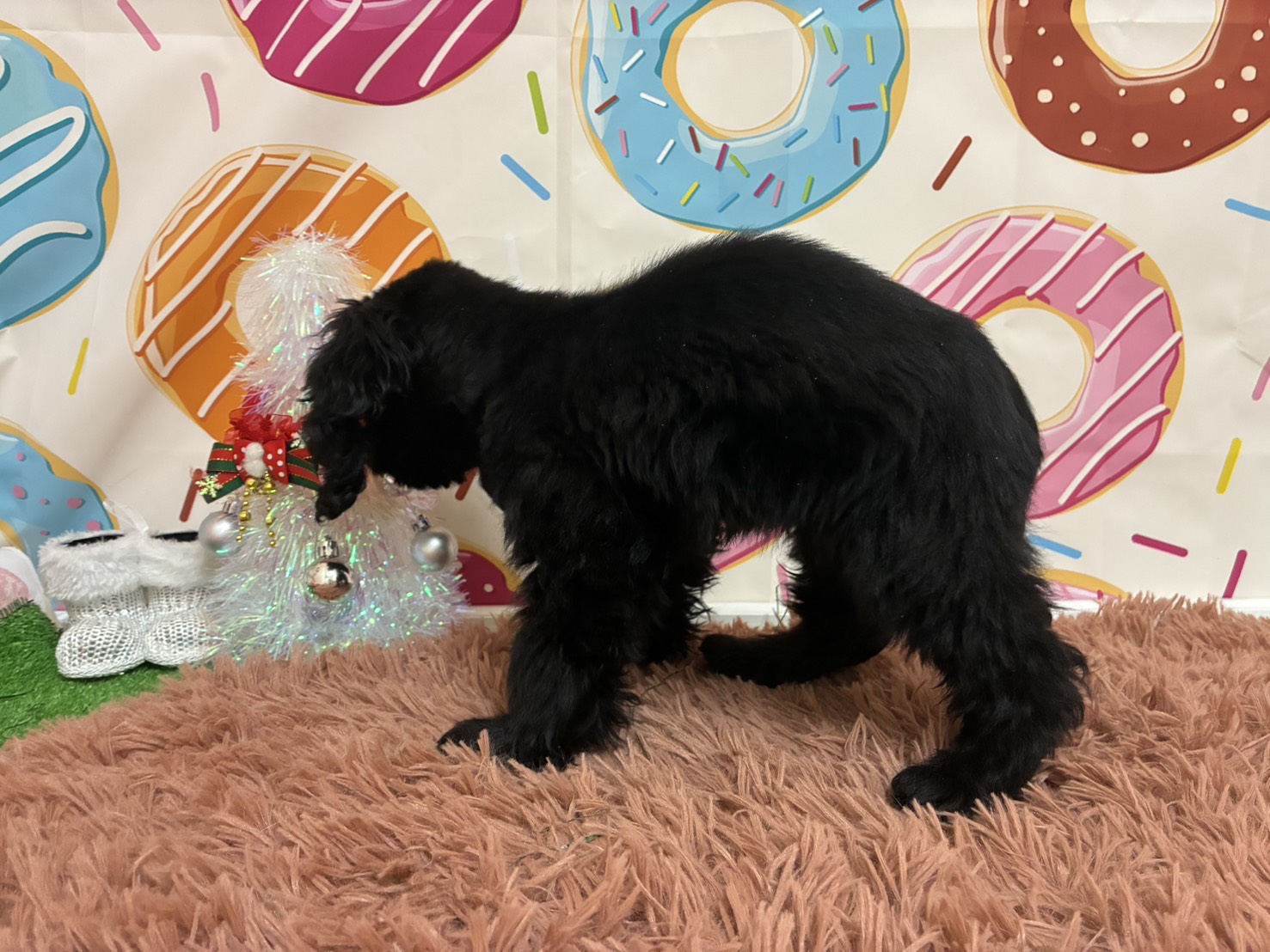 静岡県のアメリカンコッカースパニエル (ペッツワン掛川店/2025年8月23日生まれ/男の子/ブラック)の子犬の2枚目の画像