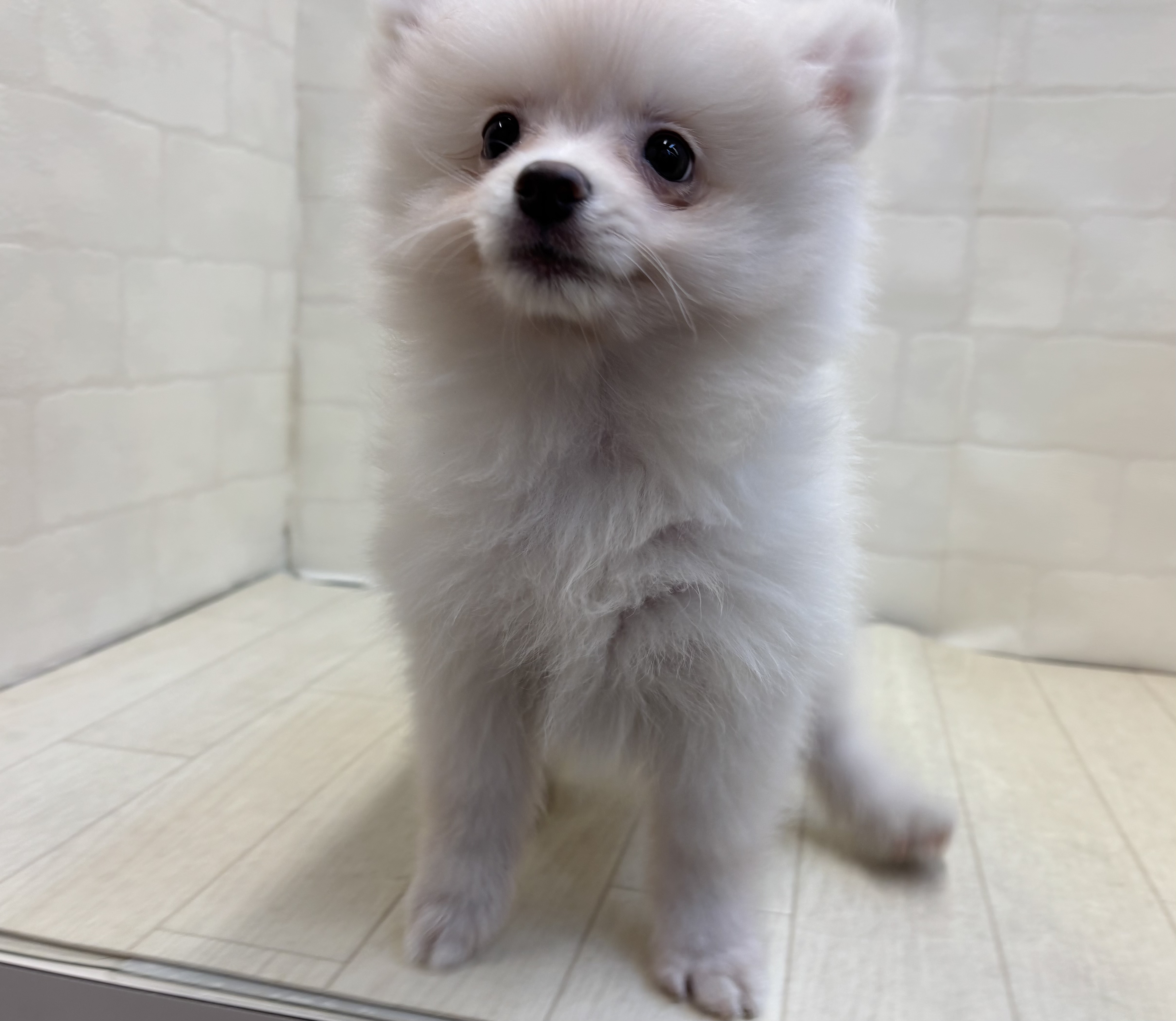 埼玉県のポメラニアン (ペッツワン大利根店/2025年8月11日生まれ/女の子/クリーム)の子犬の2枚目の画像