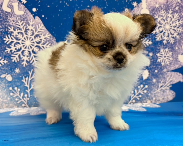 千葉県のハーフ犬・ミックス犬 (ペッツワン木更津金田店/2025年10月4日生まれ/男の子/パーティーカラー)の子犬の2枚目の画像