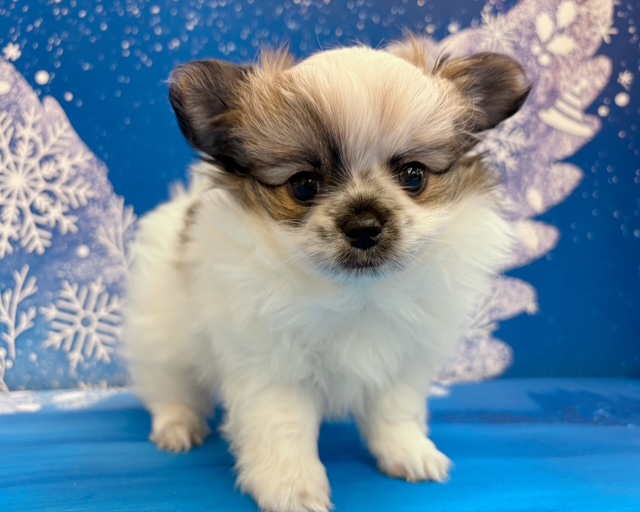 千葉県のハーフ犬・ミックス犬 (ペッツワン木更津金田店/2025年10月4日生まれ/男の子/パーティーカラー)の子犬の1枚目の画像