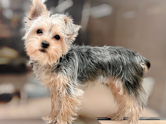 福島県のヨークシャーテリア (ペッツワン郡山富田店/2025年5月24日生まれ/女の子/スチールブルータン)の子犬