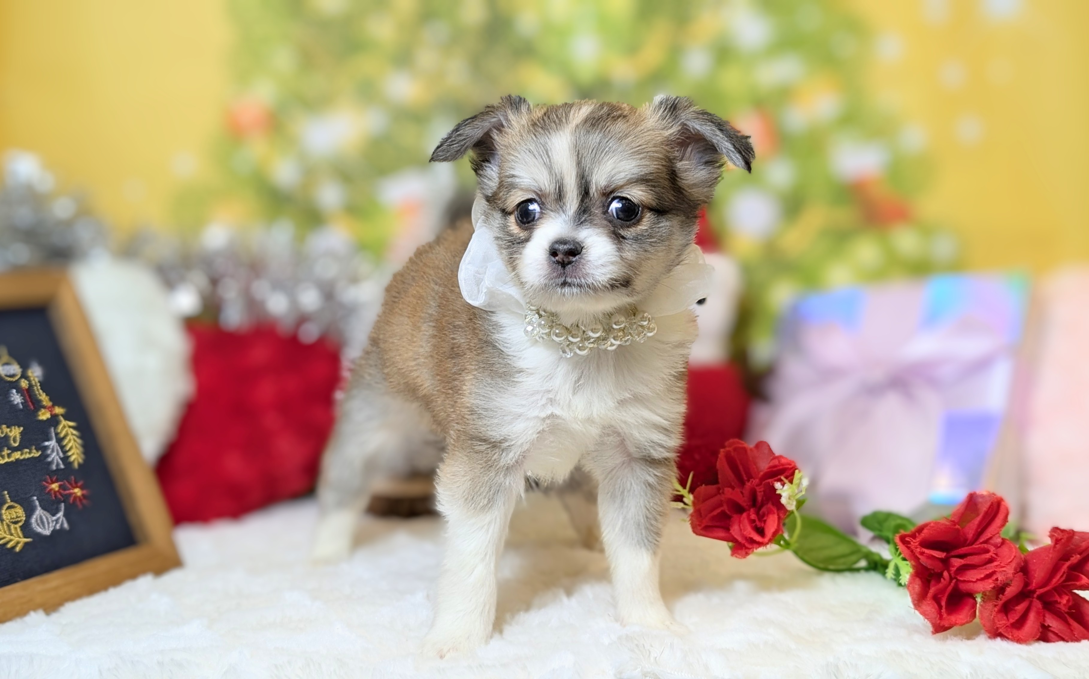 兵庫県のチワワ(ロング) (ペッツワン神戸西神南店/2025年10月4日生まれ/男の子/レッドホワイト)の子犬の2枚目の画像