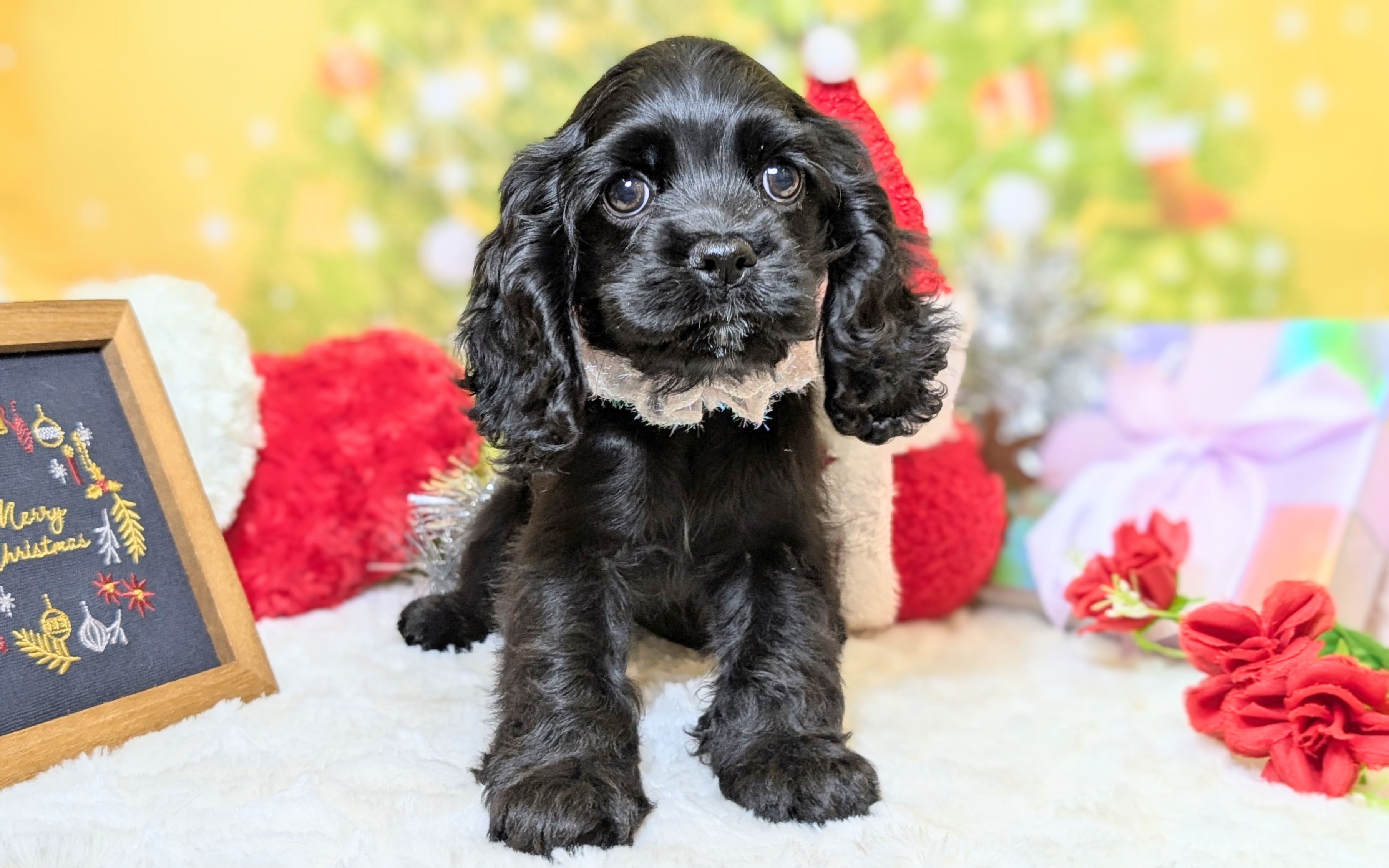 兵庫県のアメリカンコッカースパニエル (ペッツワン神戸西神南店/2025年9月25日生まれ/女の子/ブラック)の子犬の3枚目の画像