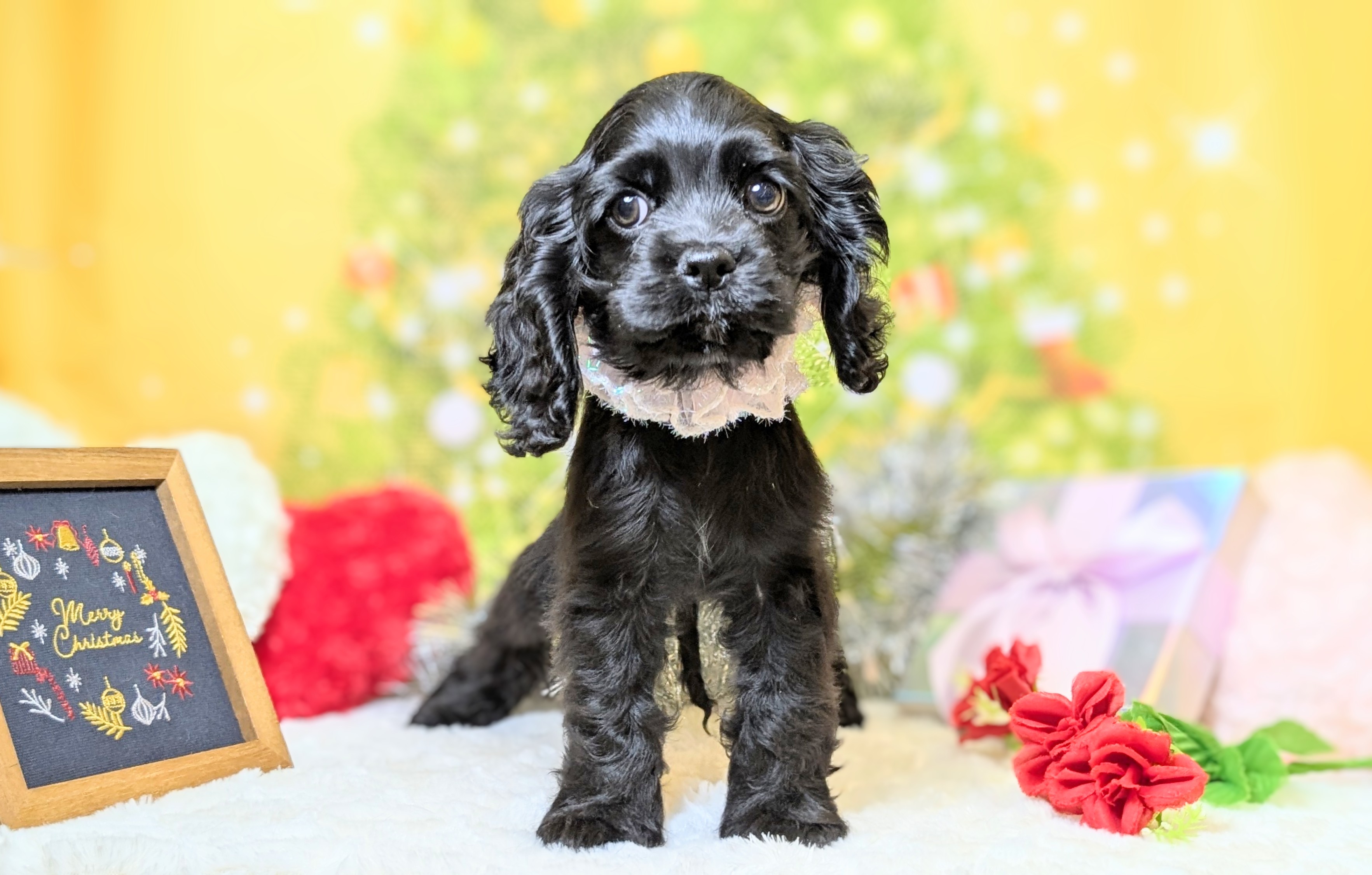 兵庫県のアメリカンコッカースパニエル (ペッツワン神戸西神南店/2025年9月25日生まれ/女の子/ブラック)の子犬