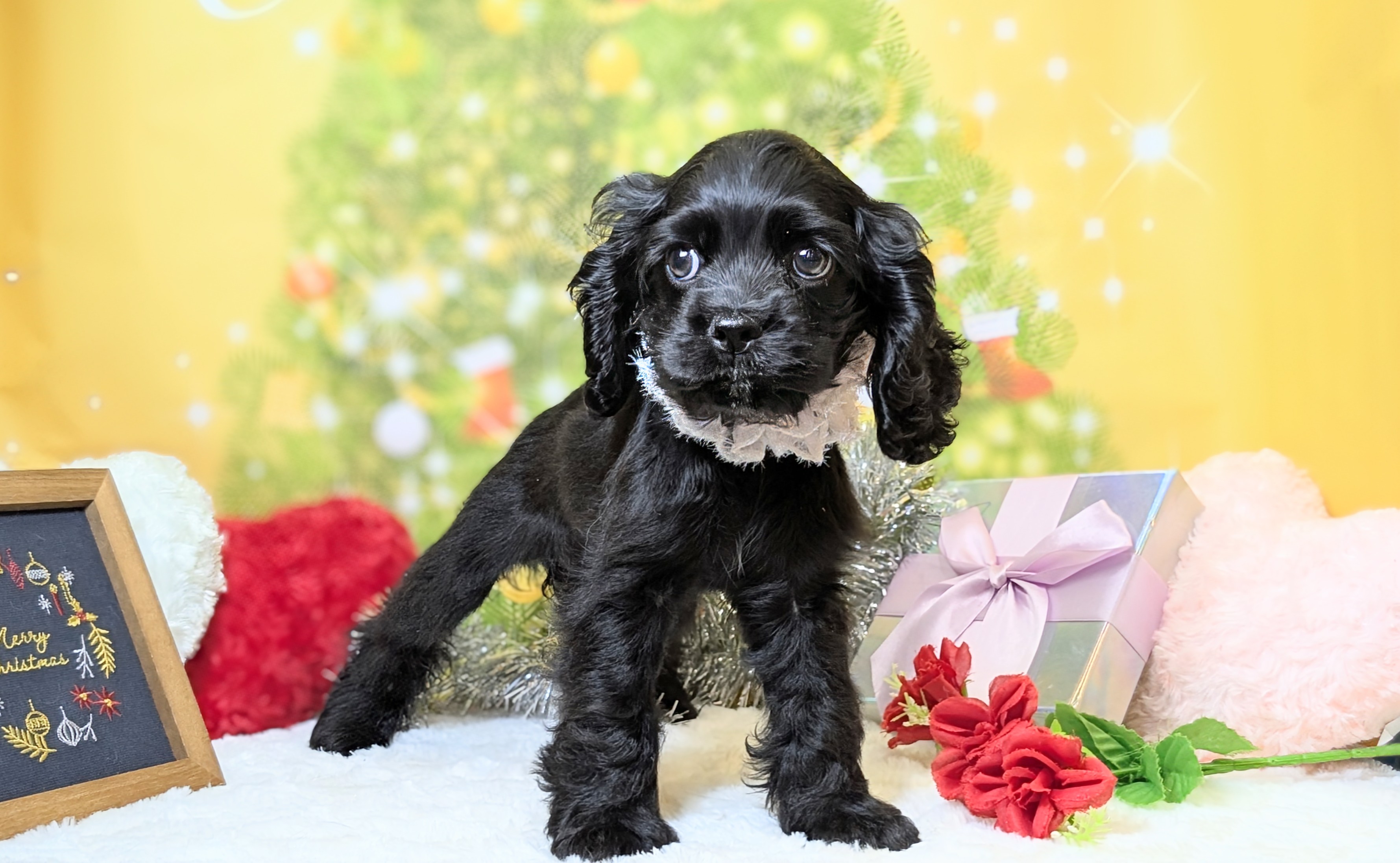 兵庫県のアメリカンコッカースパニエル (ペッツワン神戸西神南店/2025年9月25日生まれ/女の子/ブラック)の子犬の2枚目の画像