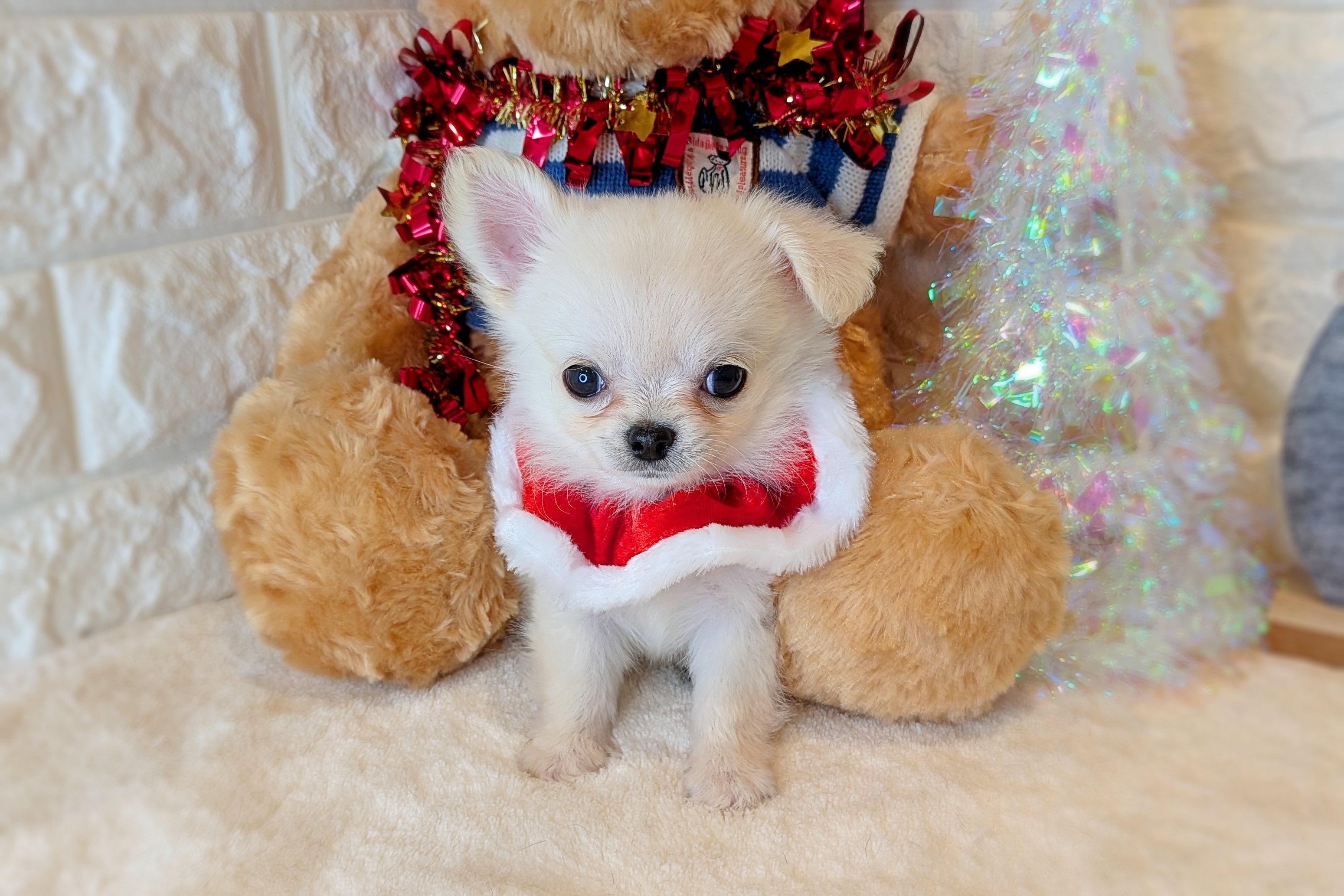 京都府のチワワ(ロング) (ペッツワン亀岡店/2025年9月25日生まれ/男の子/クリーム)の子犬の3枚目の画像