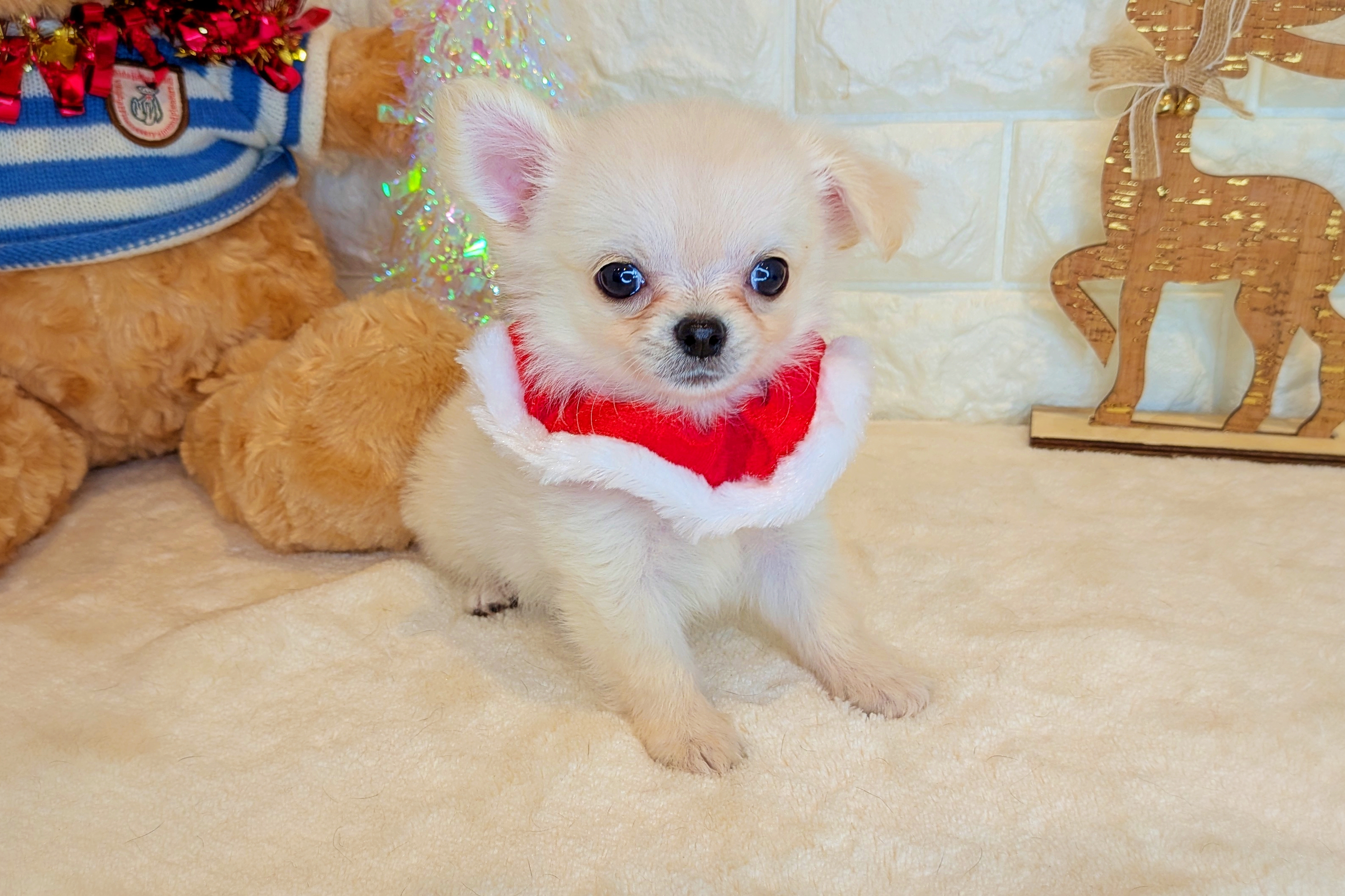 京都府のチワワ(ロング) (ペッツワン亀岡店/2025年9月25日生まれ/男の子/クリーム)の子犬の1枚目の画像