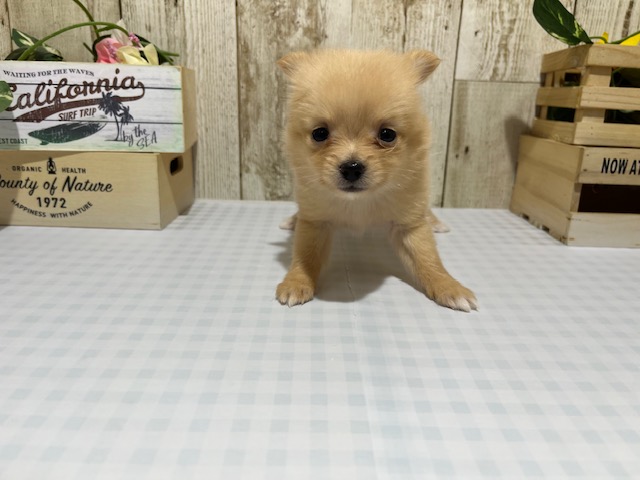 静岡県のハーフ犬・ミックス犬 (ペッツワン浜松都田テクノ店/2025年10月5日生まれ/女の子/クリーム)の子犬