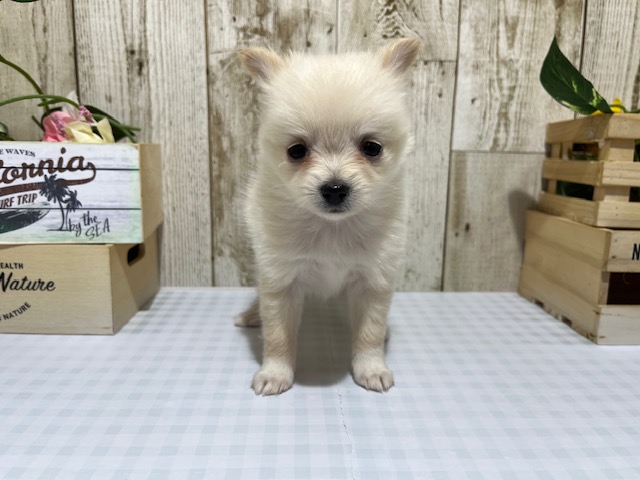静岡県のハーフ犬・ミックス犬 (ペッツワン浜松都田テクノ店/2025年10月5日生まれ/女の子/白)の子犬