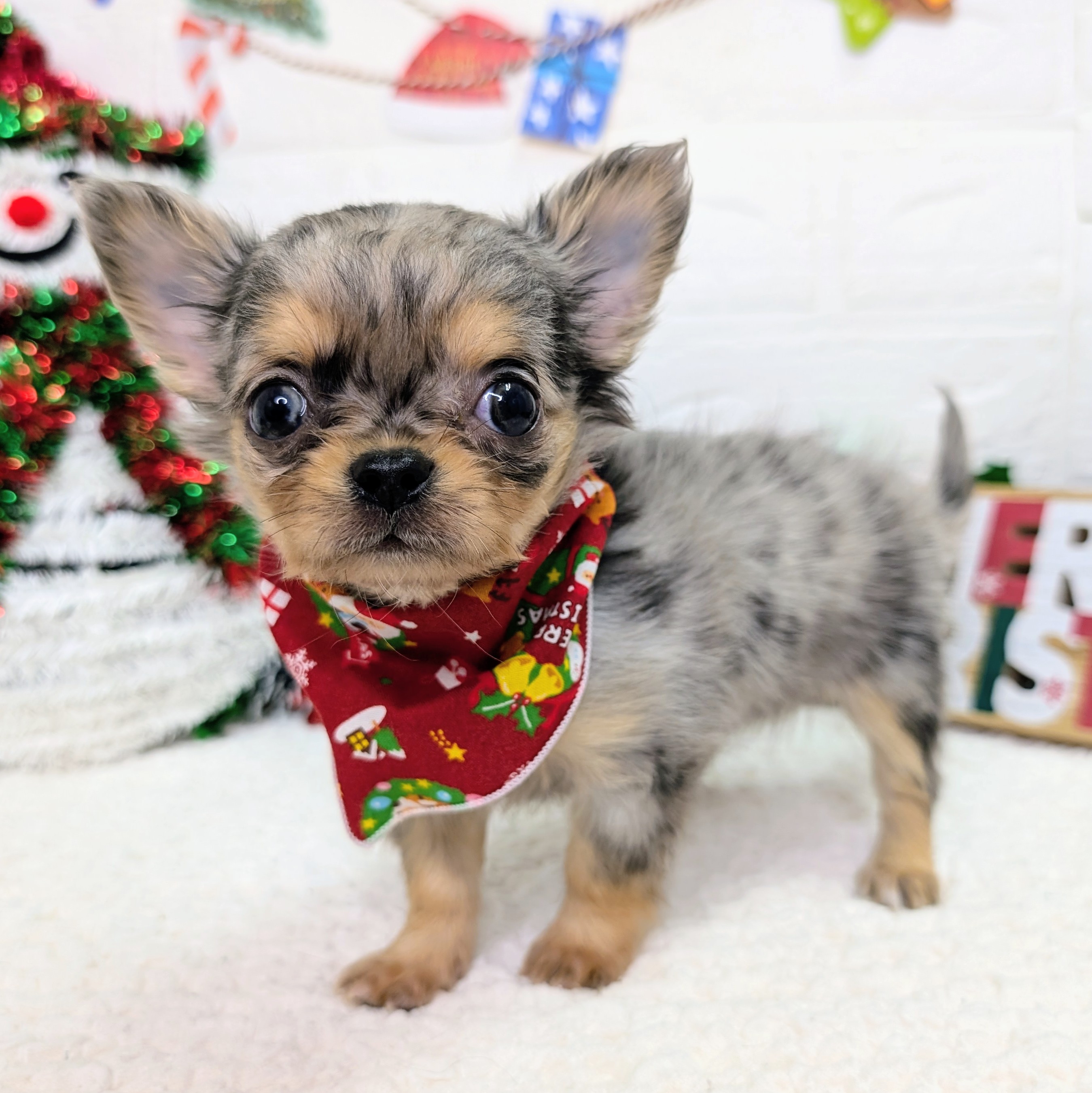 大阪府のチワワ(ロング) (ペッツワン東大阪店/2025年10月8日生まれ/女の子/ブルーマール)の子犬の2枚目の画像