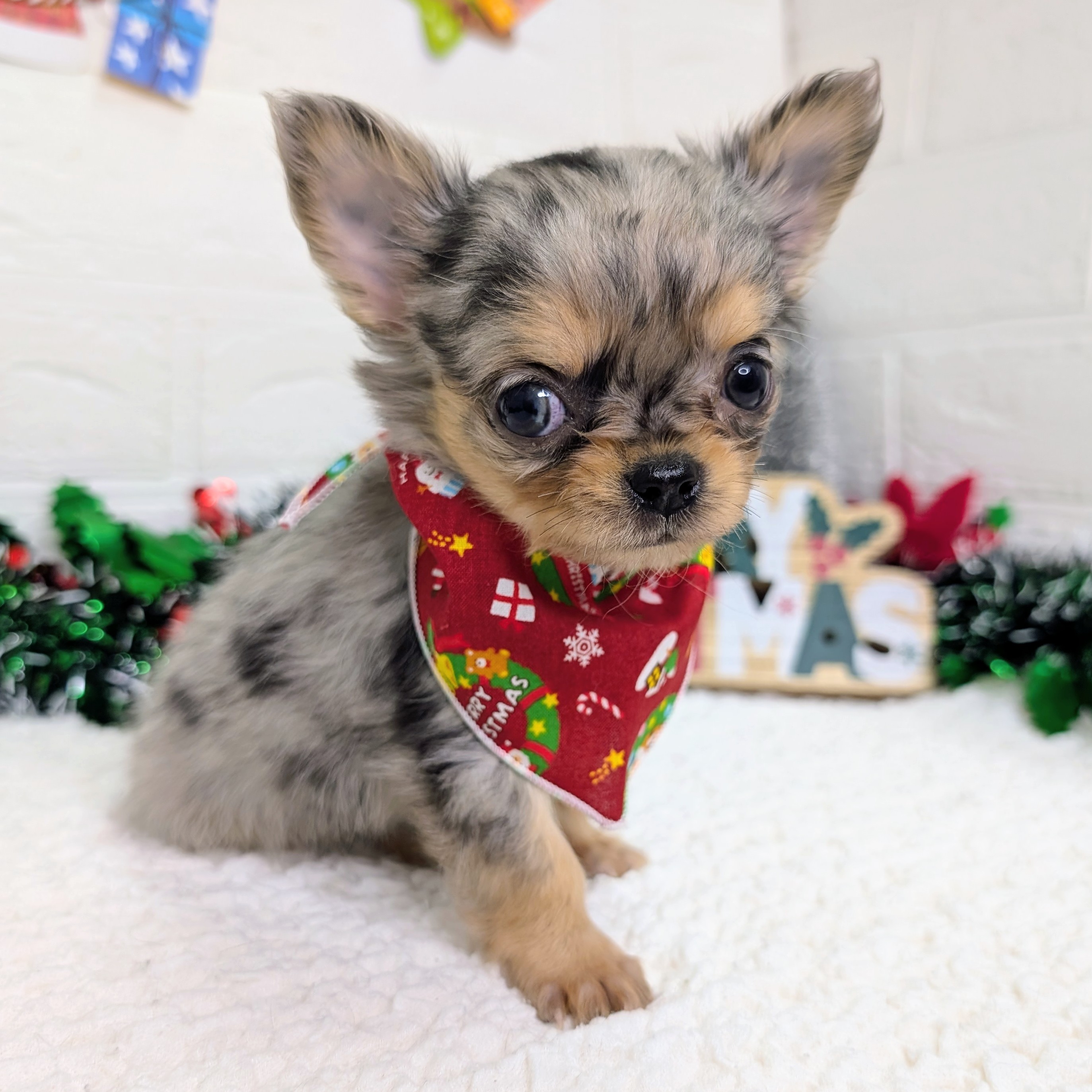 大阪府のチワワ(ロング) (ペッツワン東大阪店/2025年10月8日生まれ/女の子/ブルーマール)の子犬の3枚目の画像