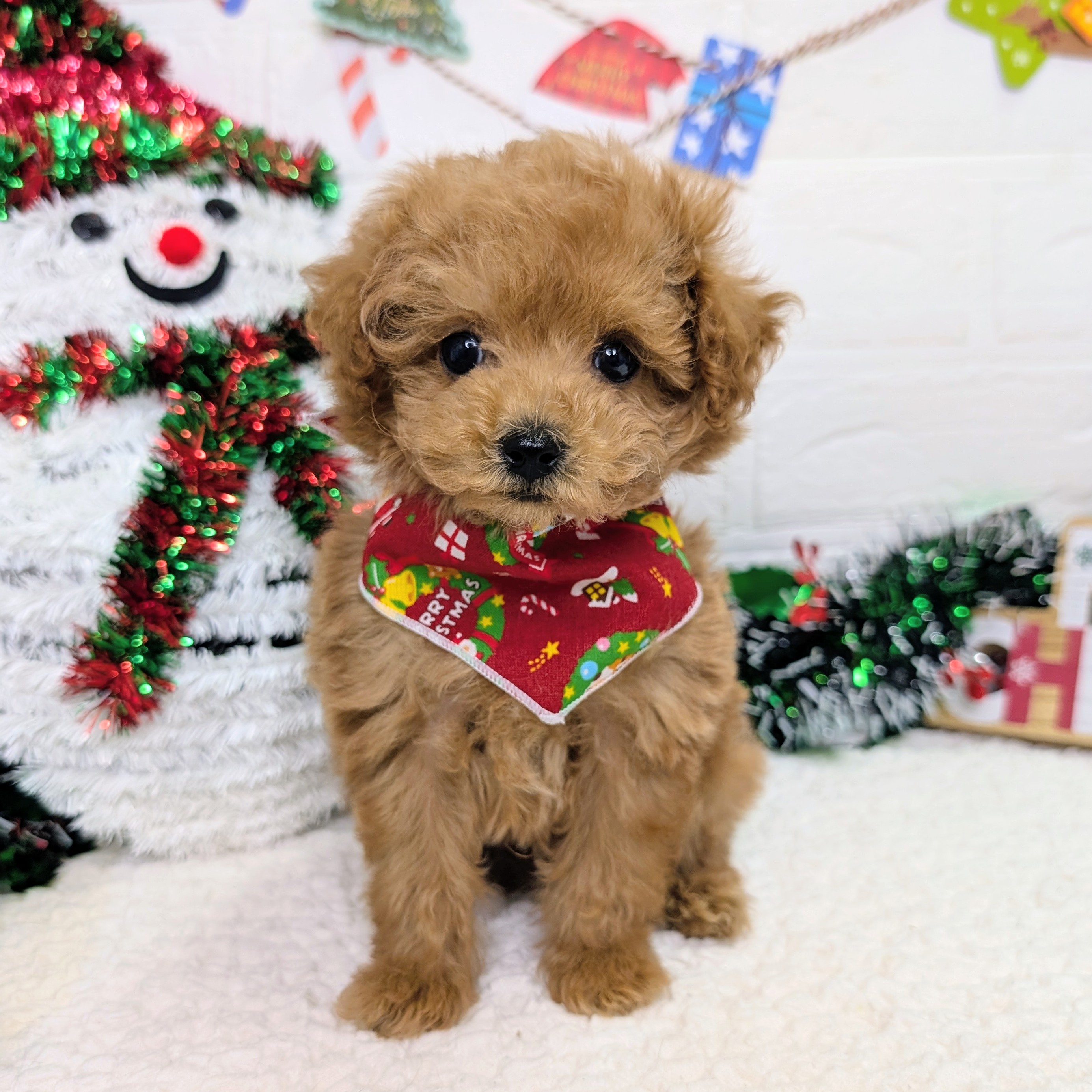 大阪府のトイプードル(トイ) (ペッツワン東大阪店/2025年10月9日生まれ/男の子/オレンジフォーン)の子犬