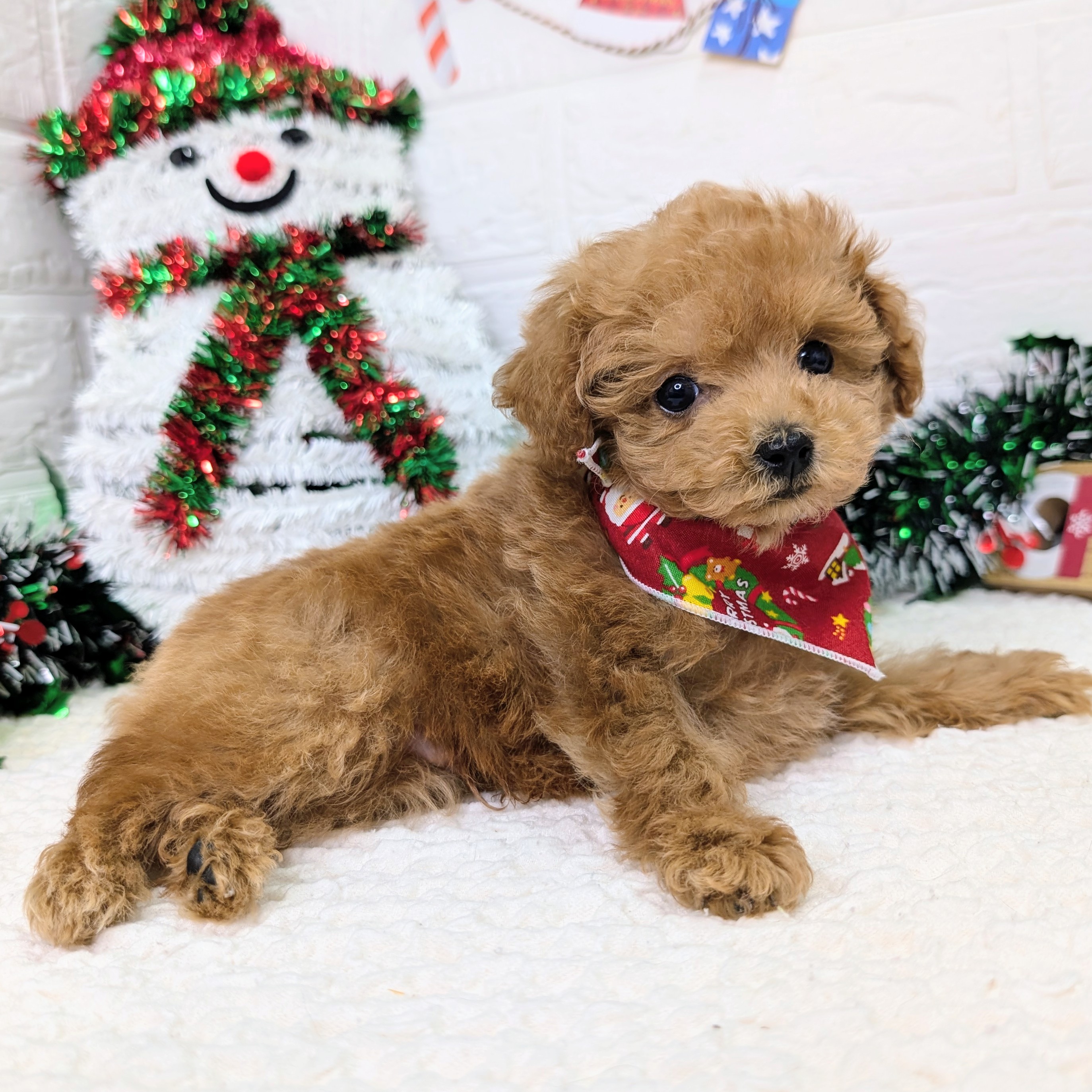 大阪府のトイプードル(トイ) (ペッツワン東大阪店/2025年10月9日生まれ/男の子/オレンジフォーン)の子犬の3枚目の画像