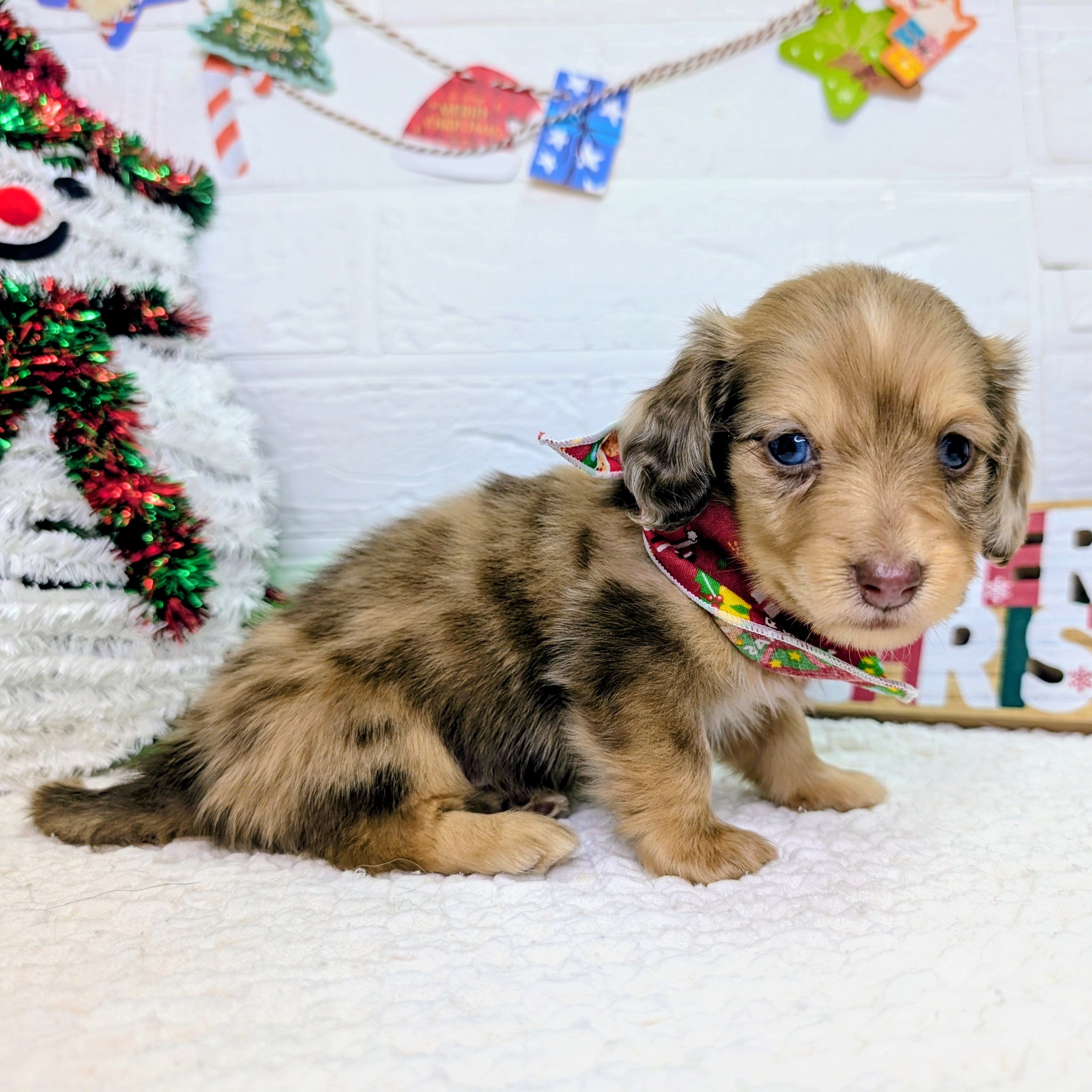 大阪府のミニチュアダックスフンド(ロング) (ペッツワン東大阪店/2025年10月8日生まれ/女の子/チョコレートダップル)の子犬の2枚目の画像