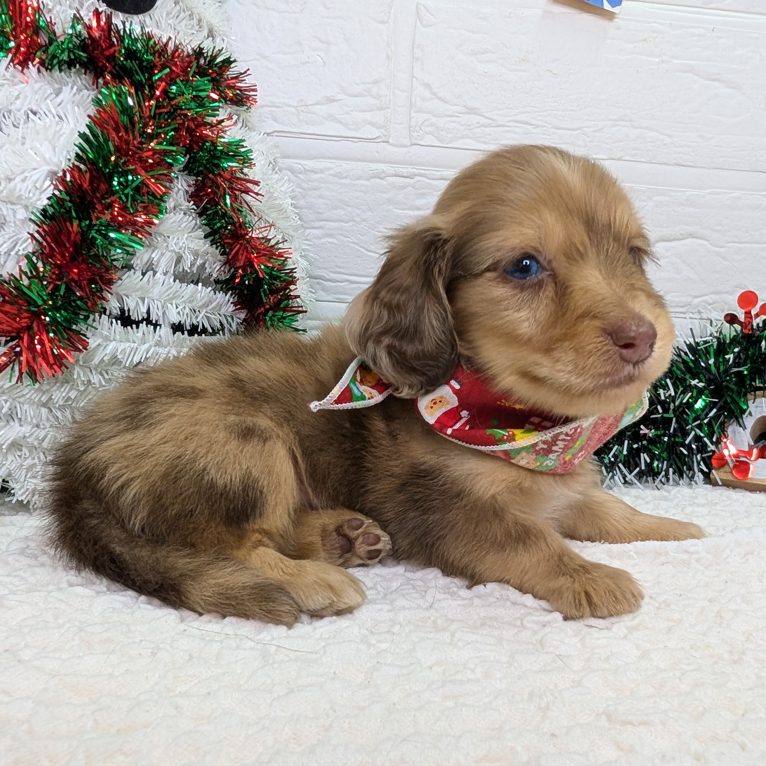 大阪府のミニチュアダックスフンド(ロング) (ペッツワン東大阪店/2025年10月8日生まれ/女の子/チョコレートダップル)の子犬の3枚目の画像