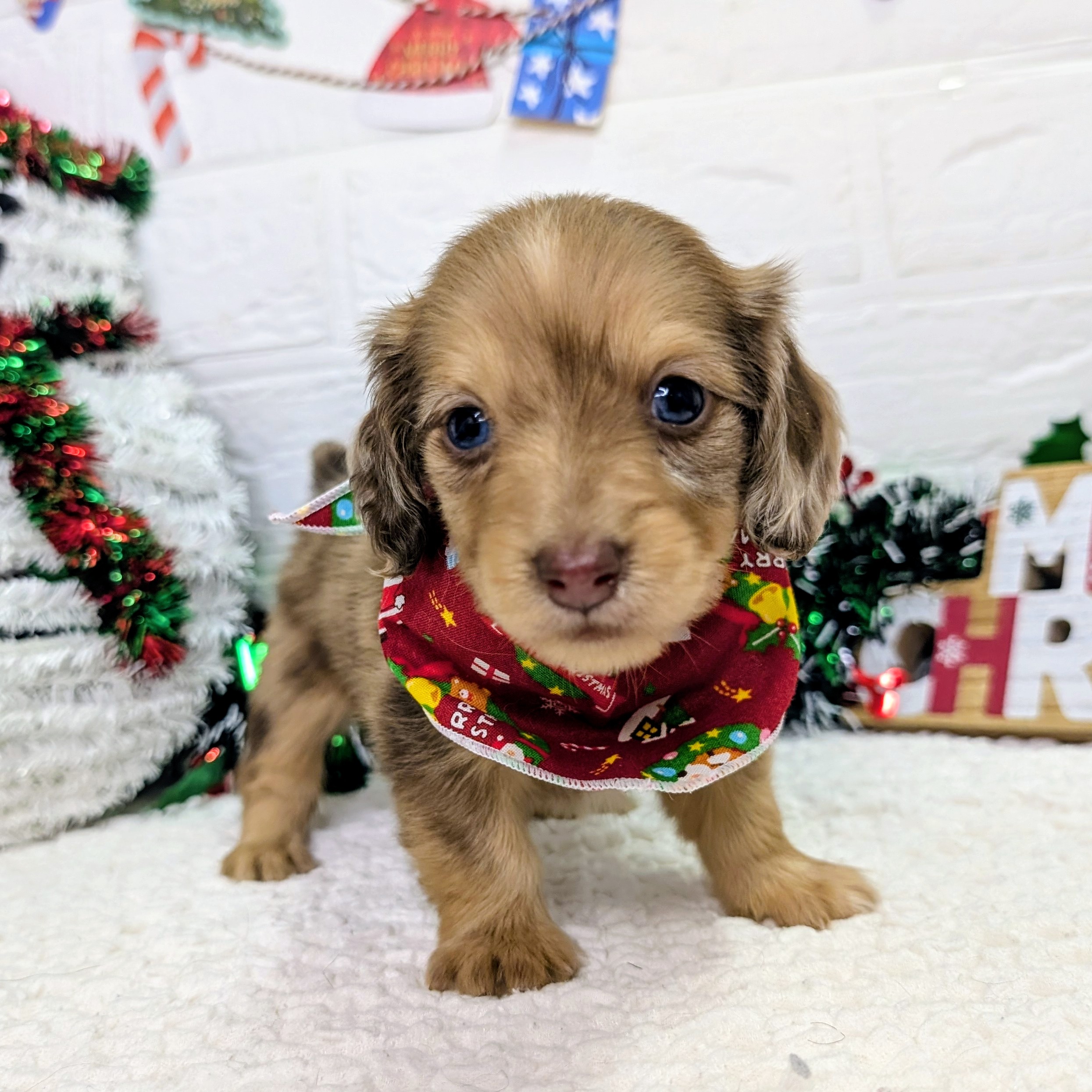 大阪府のミニチュアダックスフンド(ロング) (ペッツワン東大阪店/2025年10月8日生まれ/女の子/チョコレートダップル)の子犬