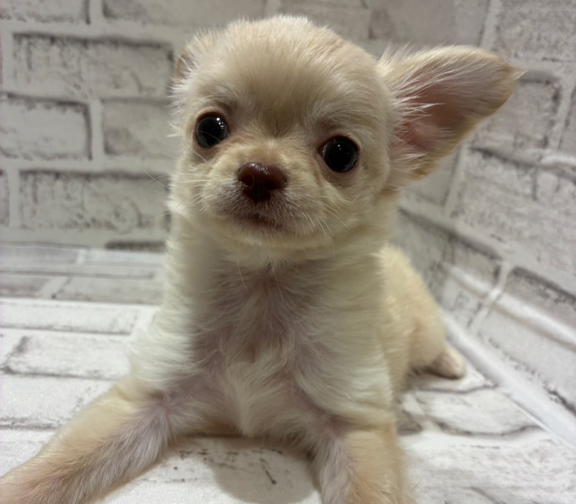 宮城県のハーフ犬・ミックス犬 (ペッツワン古川店/2025年9月21日生まれ/男の子/クリーム)の子犬