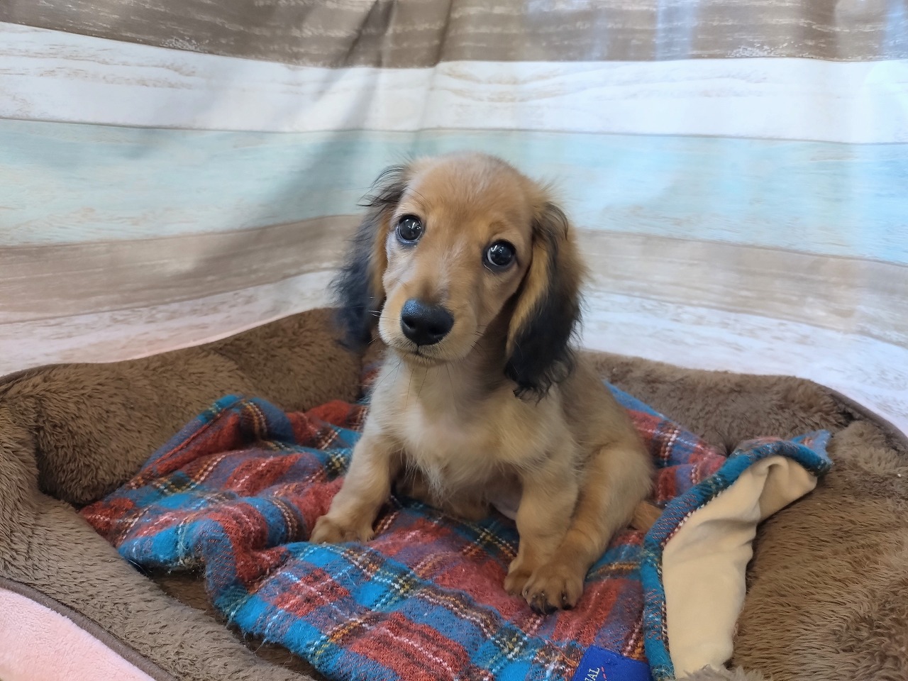 群馬県のミニチュアダックスフンド(ロング) (ペッツワン青柳店/2025年8月10日生まれ/女の子/レッド)の子犬の2枚目の画像