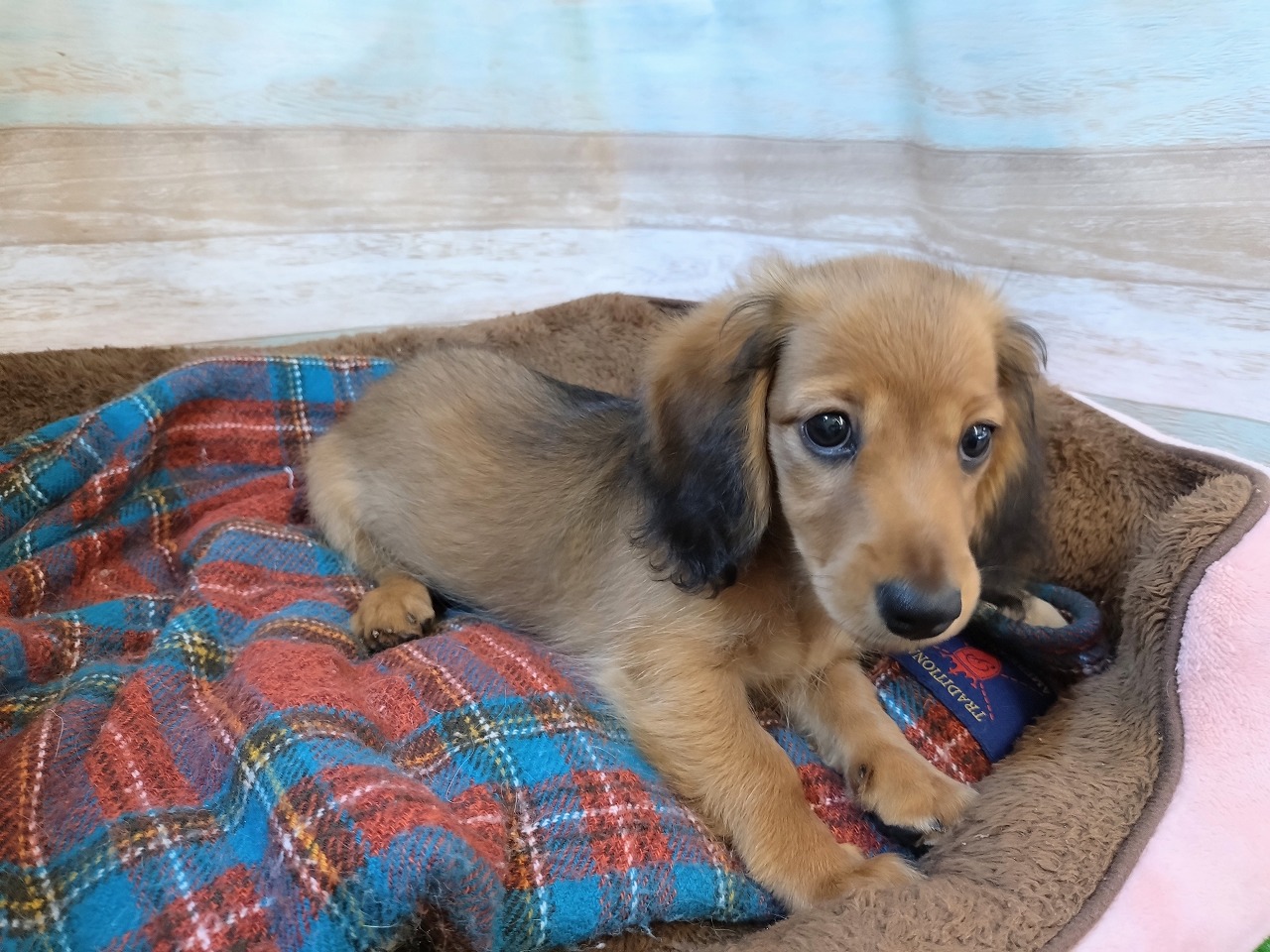 群馬県のミニチュアダックスフンド(ロング) (ペッツワン青柳店/2025年8月10日生まれ/女の子/レッド)の子犬の3枚目の画像