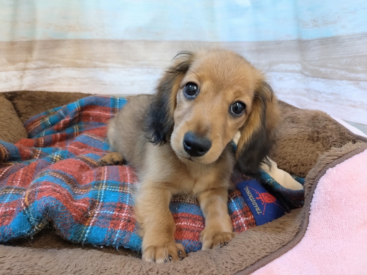 群馬県のミニチュアダックスフンド(ロング) (ペッツワン青柳店/2025年8月10日生まれ/女の子/レッド)の子犬