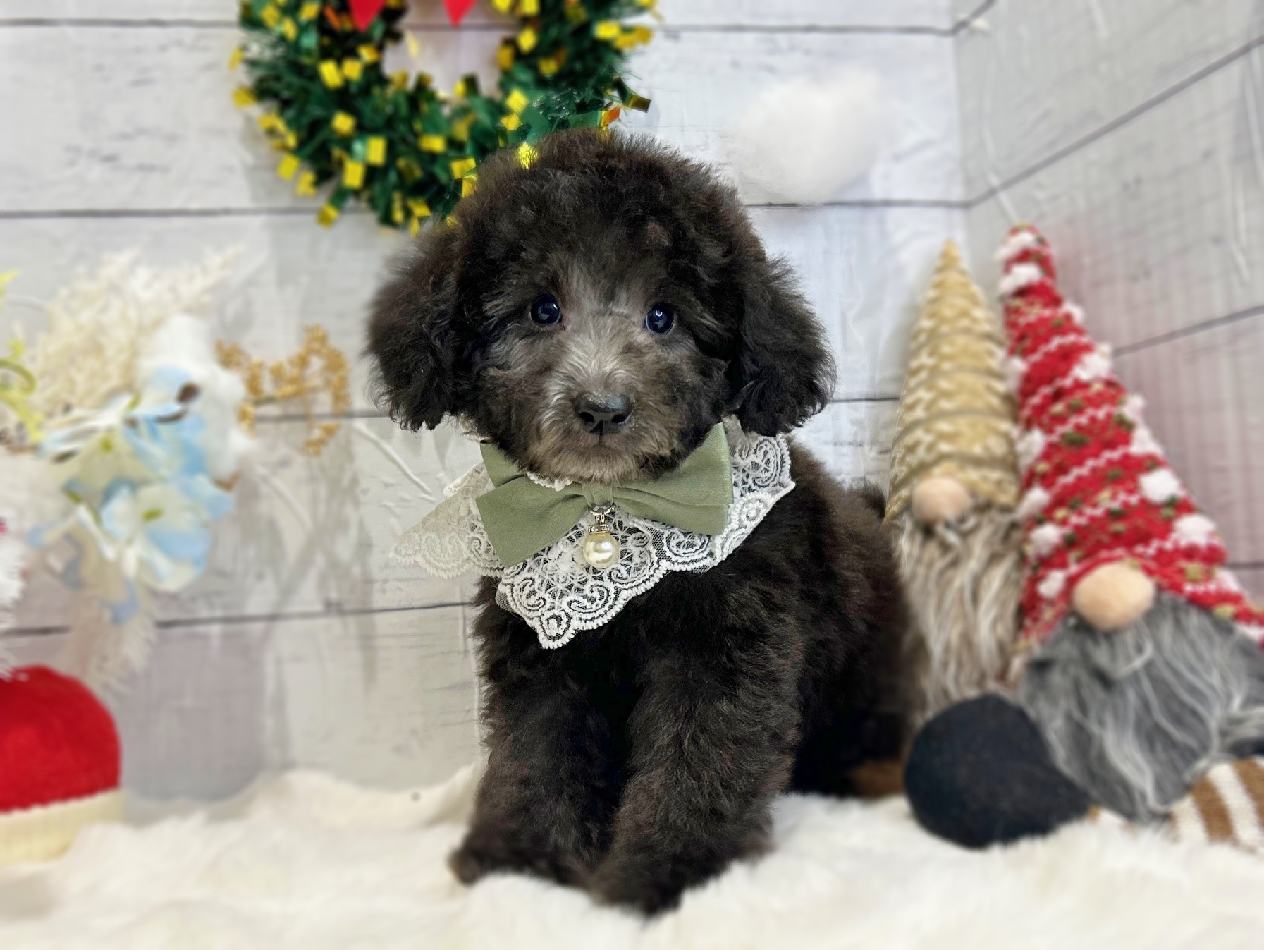 滋賀県のトイプードル(トイ) (ペッツワン堅田店/2025年9月14日生まれ/男の子/シルバー)の子犬の1枚目の画像