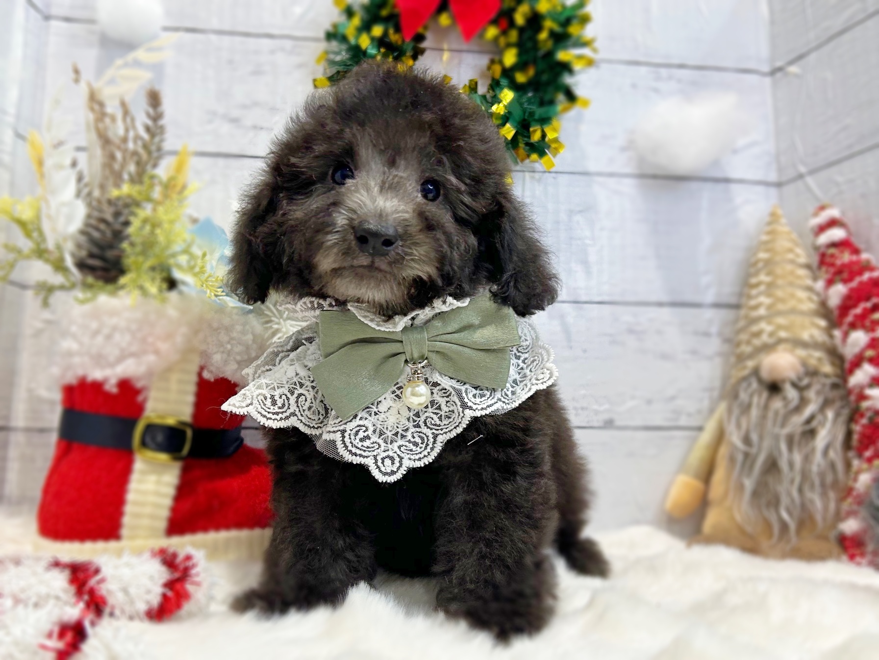 滋賀県のトイプードル(トイ) (ペッツワン堅田店/2025年9月14日生まれ/男の子/シルバー)の子犬の3枚目の画像