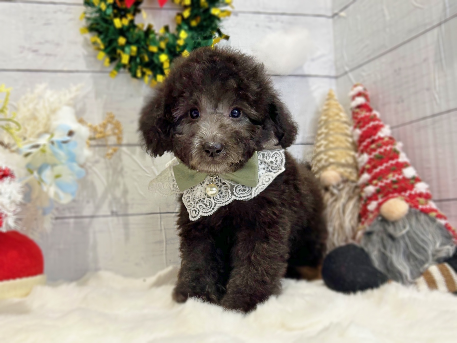 滋賀県のトイプードル(トイ) (ペッツワン堅田店/2025年9月14日生まれ/男の子/シルバー)の子犬の2枚目の画像